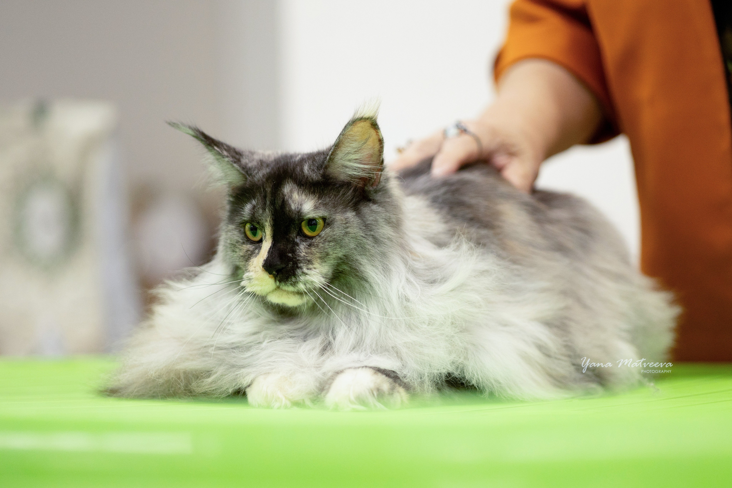 Кошки. Фотограф Яна Матвеева в Ижевске