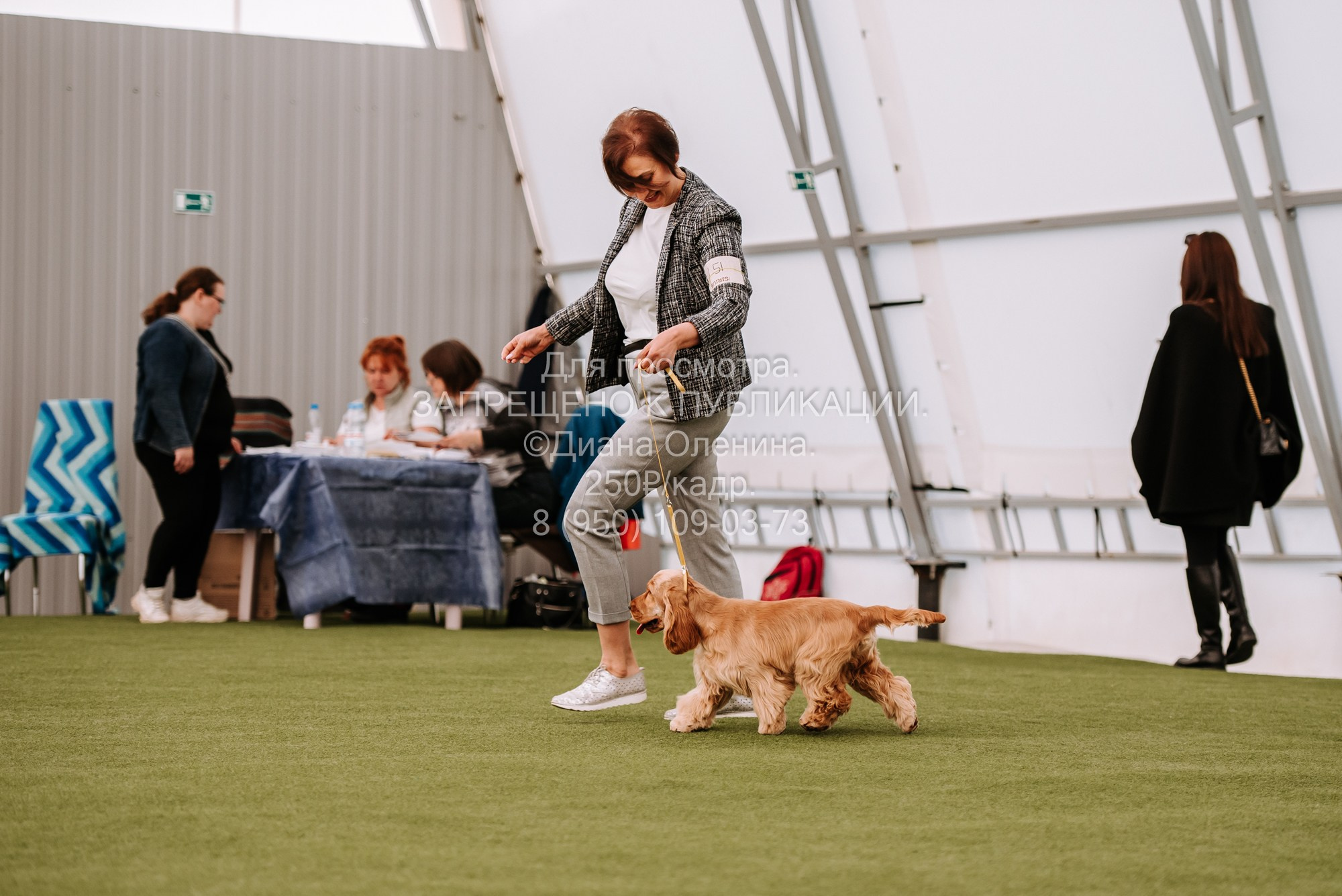 Выставка собак Красноярск 2.06. Фотограф Диана Оленина Красноярск / Братск