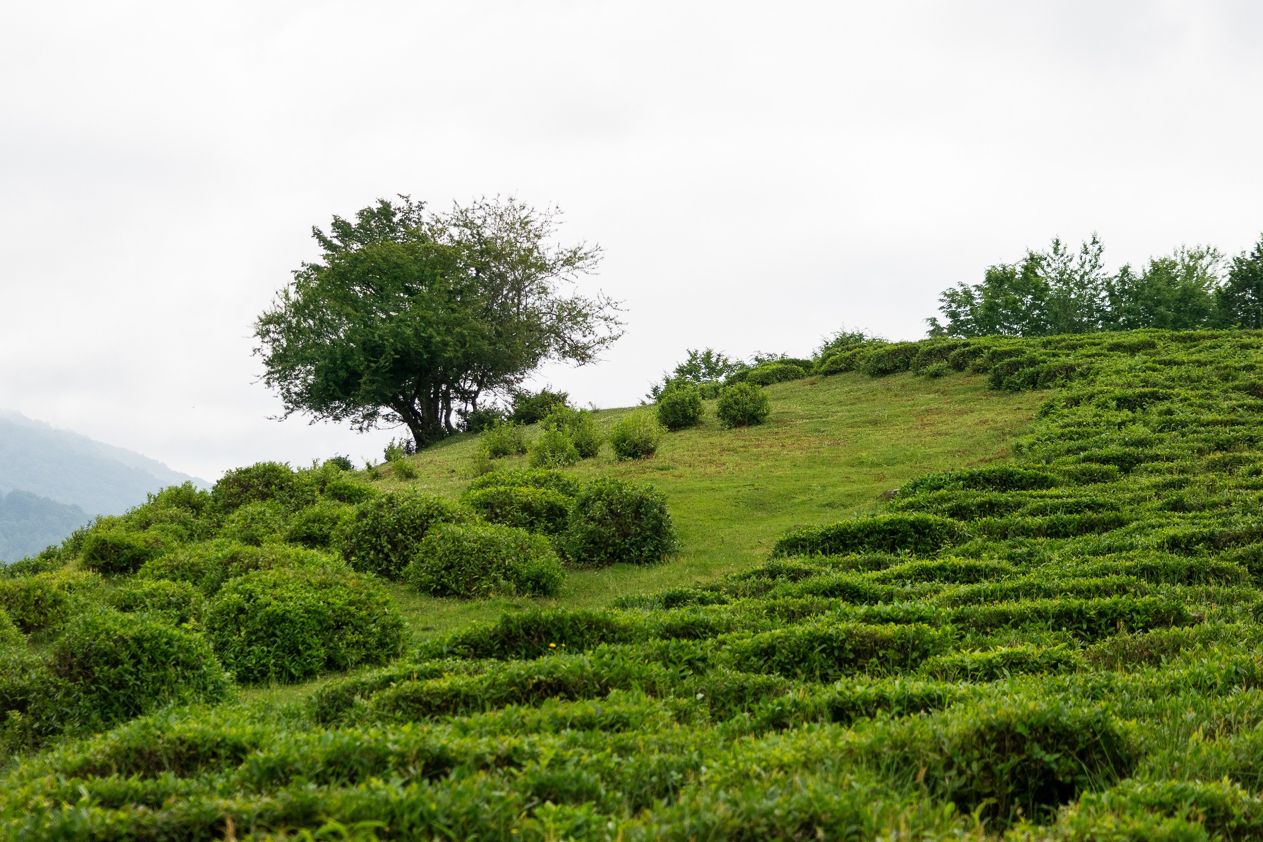 Репортажный фотограф в Сочи — профессиональная съёмка событий и мероприятий. Профессиональная фотосъемка в Сочи: репортаж, предметная, ювелирная фотосъемка, недвижимость, фуд-фотография. Фотограф Александр Афанасьев