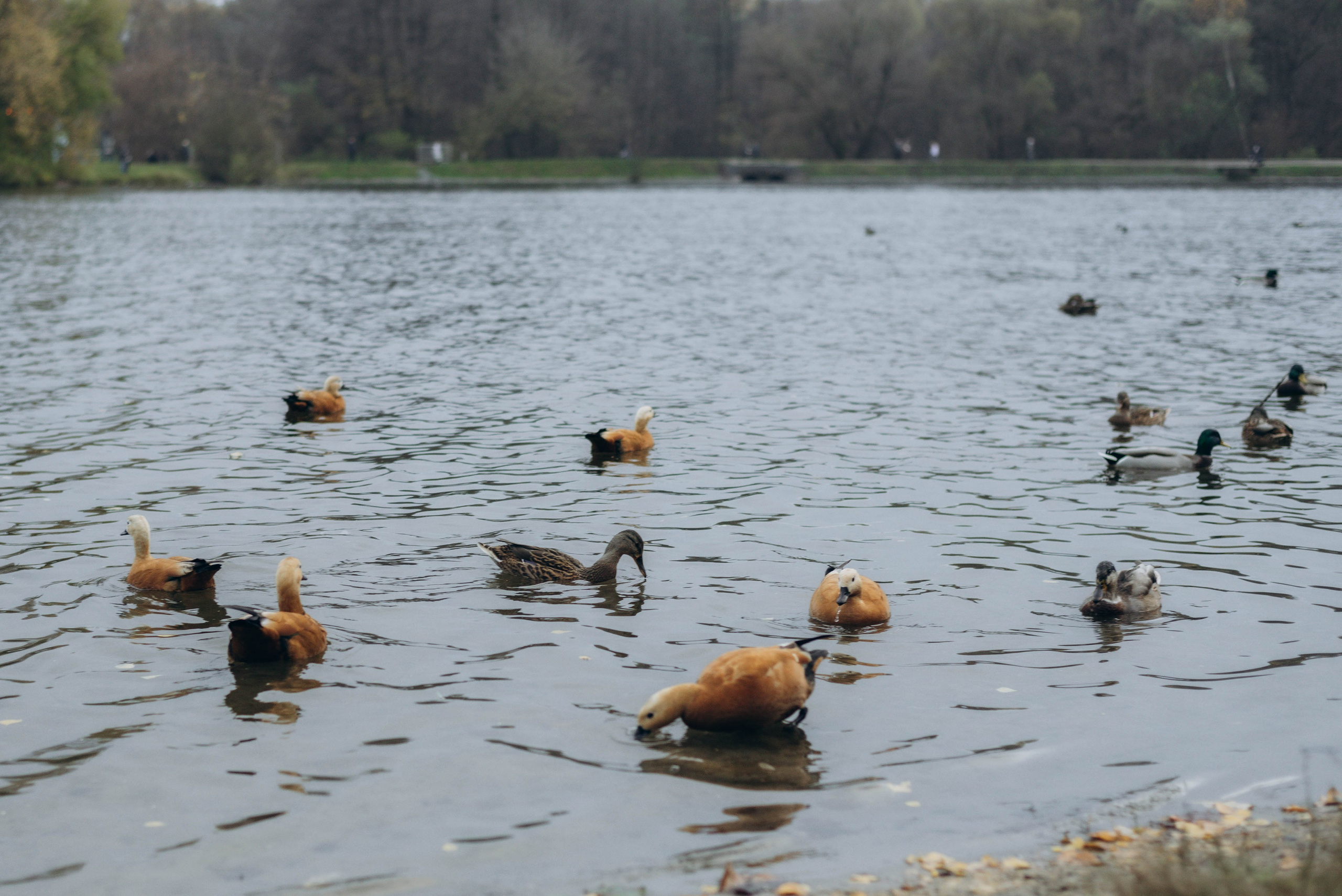 Прогулочная фотоссесия для девушки в парке. Семейный фотограф в Железнодорожном Масаева Елена