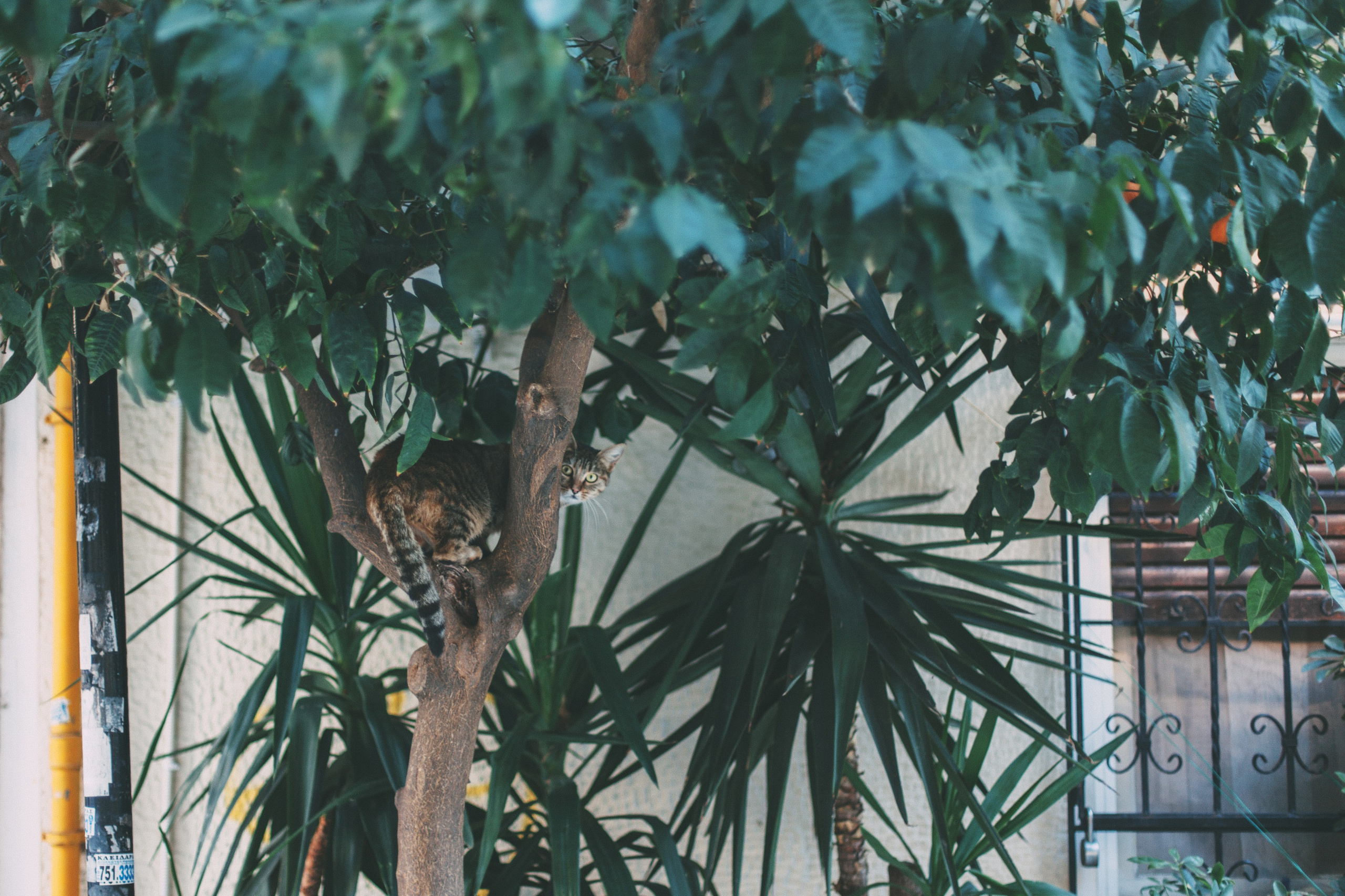 Афины. Аня Степанова