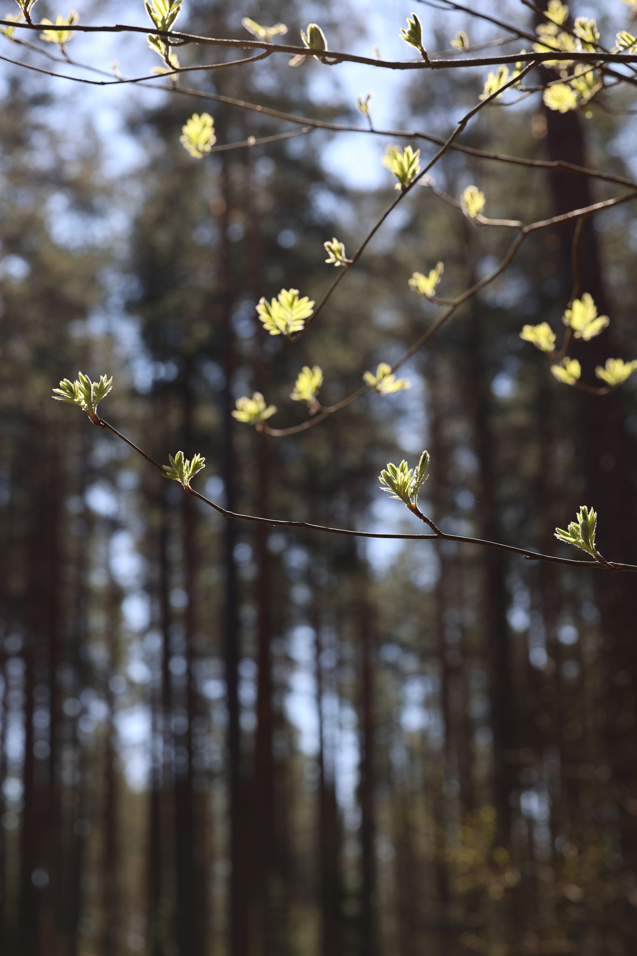 Любимое. Фотограф в Санкт-Петербурге Анна Сосновская