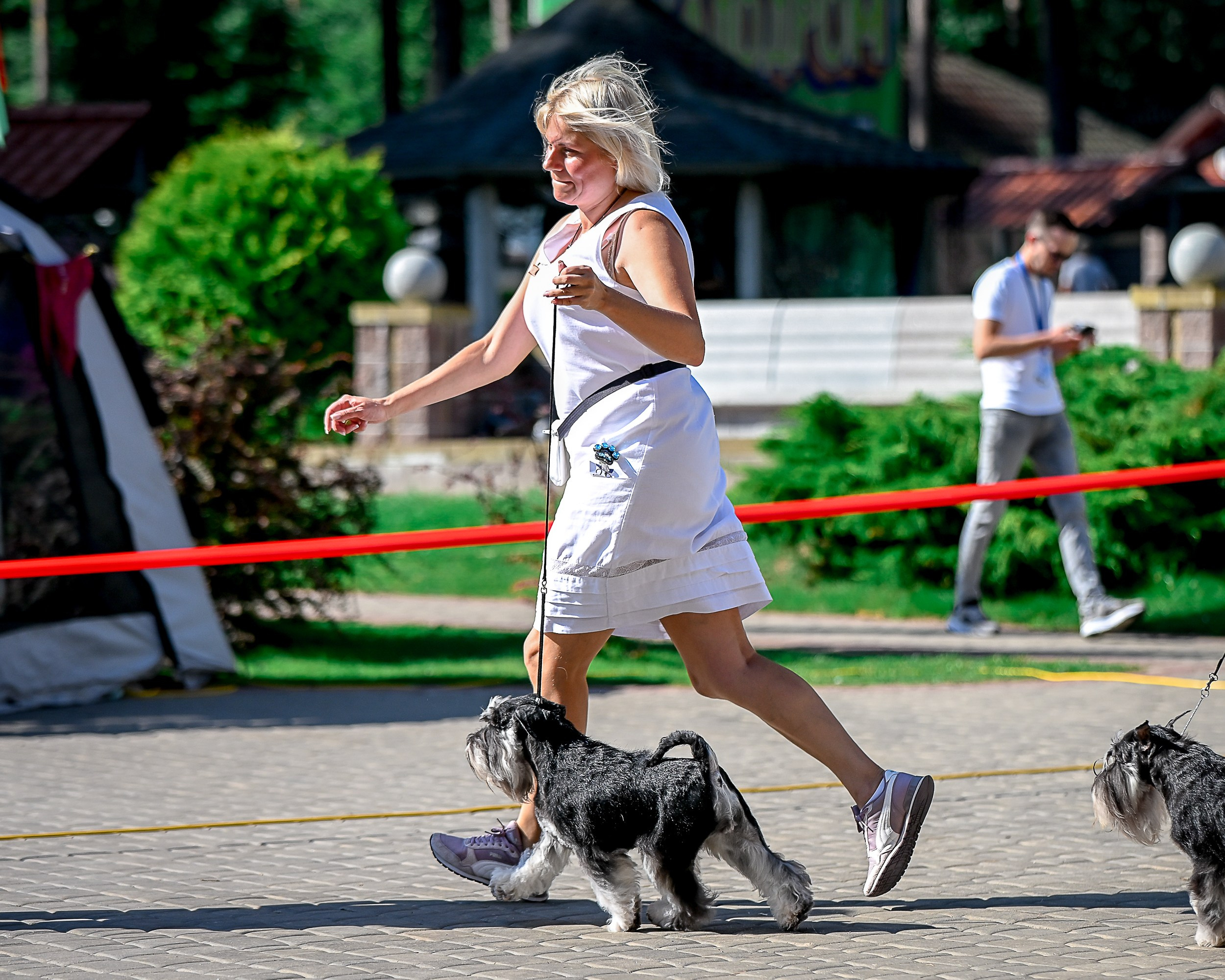 Тахо/ Delinso Balance Onyrico Tahoe. Питомник цвергшнауцеров в Беларуси «Делинсо Бэлэнс»