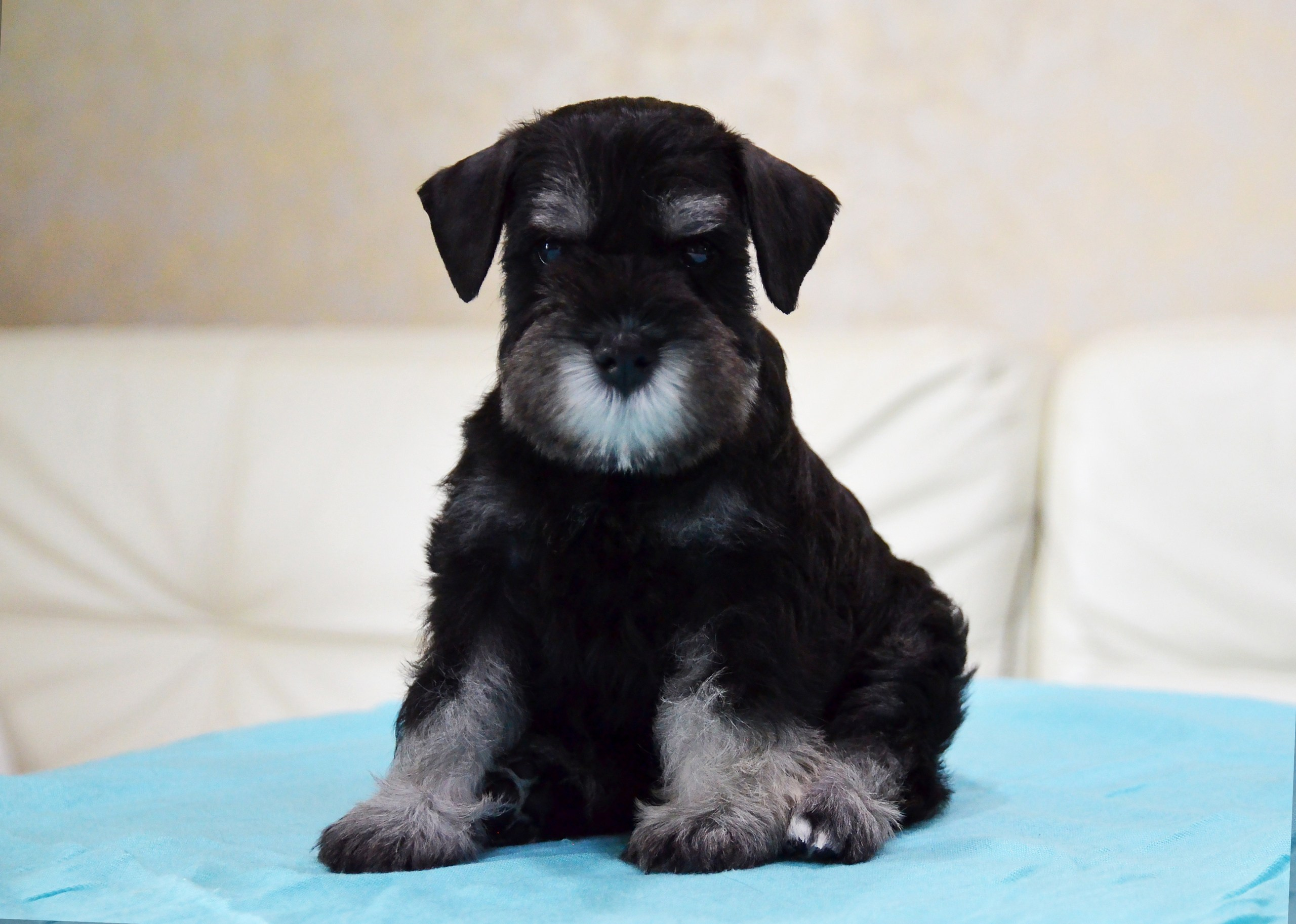 Litter «Z». Питомник цвергшнауцеров в Беларуси «Делинсо Бэлэнс»