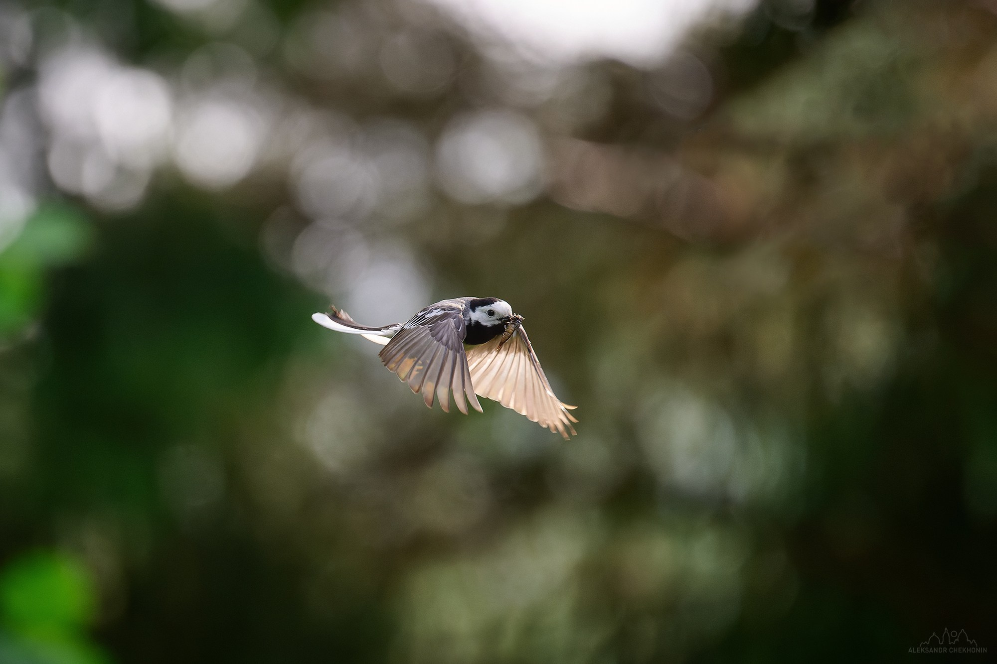 Животные. Пейзажный фотограф Александр Чехонин