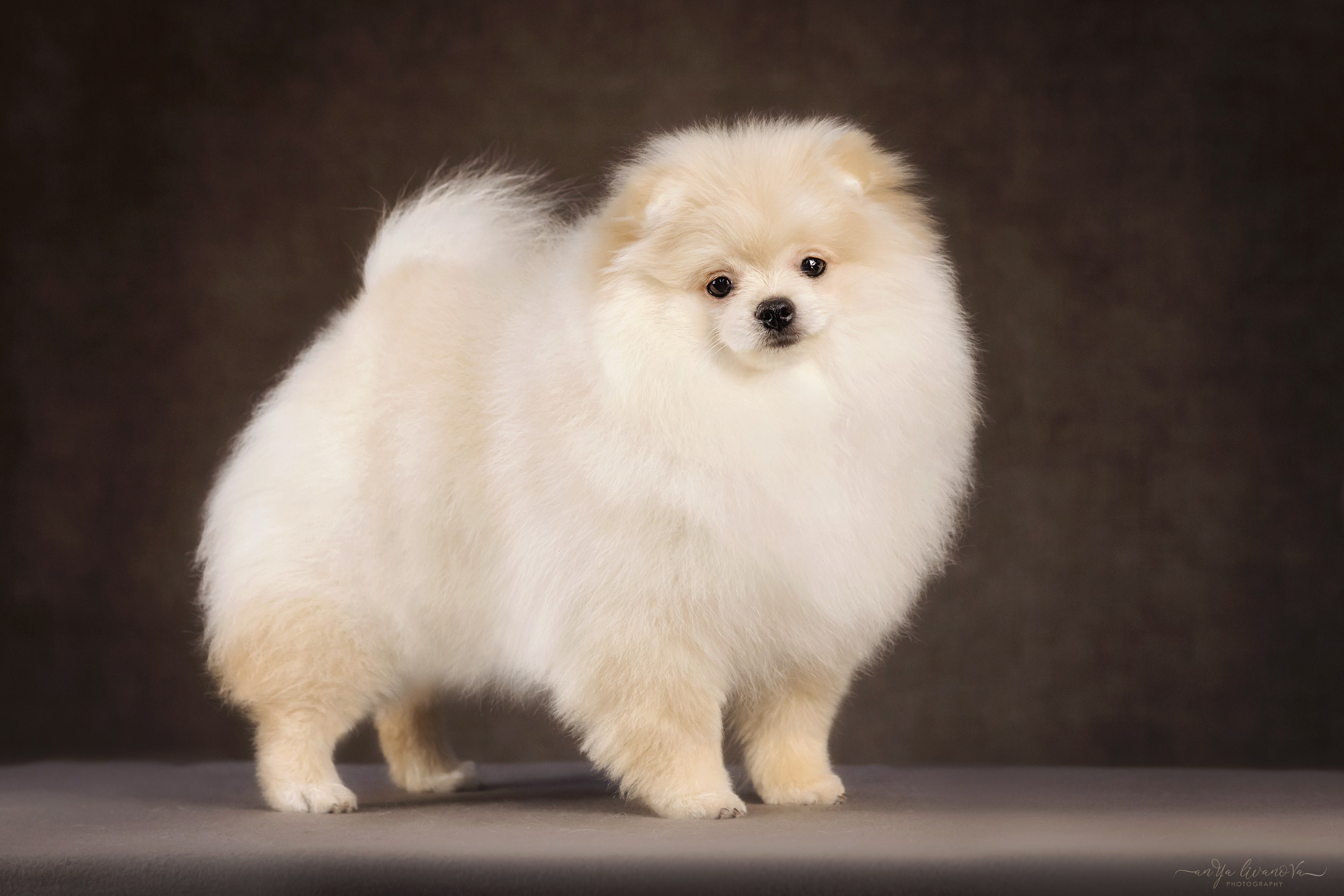 Шпицы. Фотограф анималист Аня Ливанова | Рыбинск