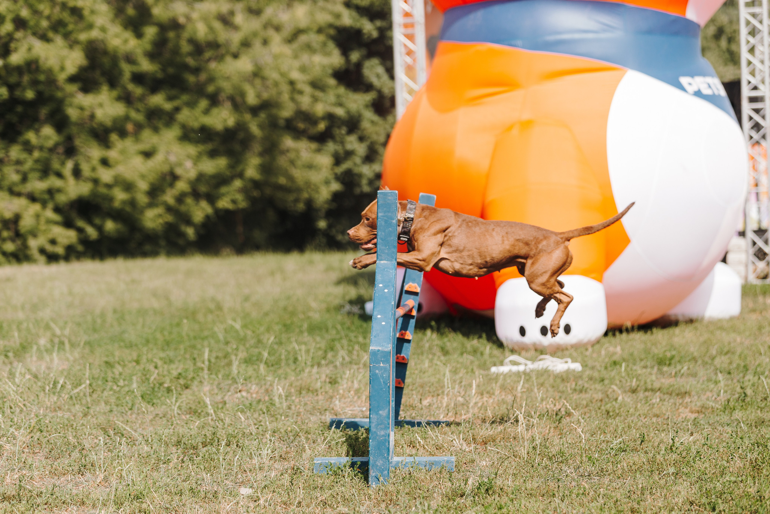 Petshop Sup day. Фотограф анималист Кристина Карпова, Москва