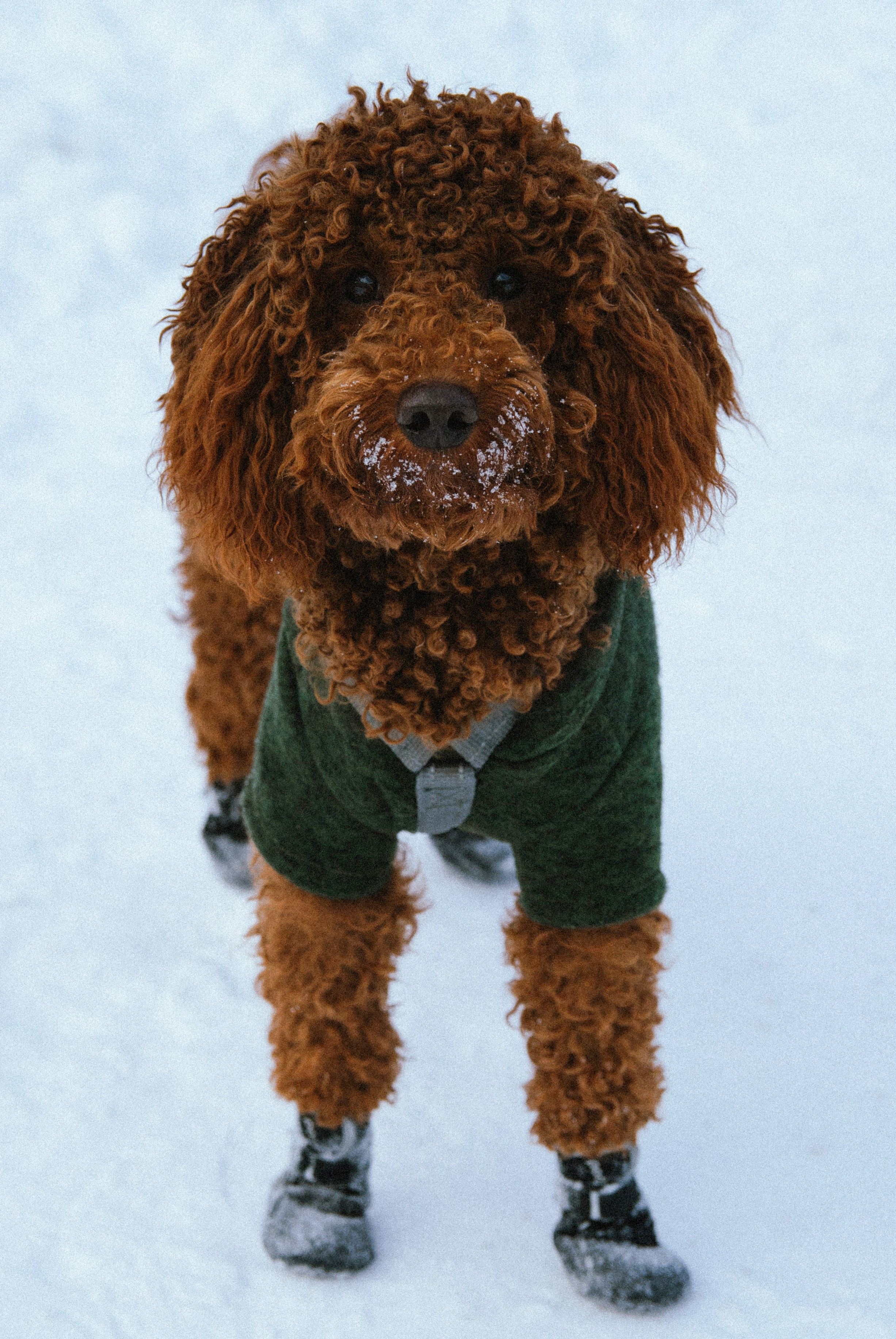 Зоопарк в моём багаже. Кошенкова Мария: портретный и репортажный фотограф. Санкт-Петербург