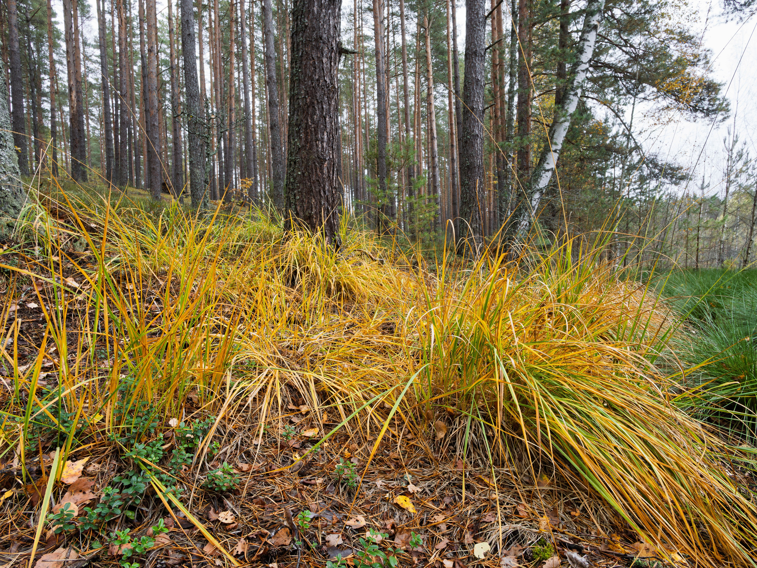 Голубые озера, Псковская область. Октябрь 2024. Фотограф Никифоров-Гордеев Сергей. Москва и МО