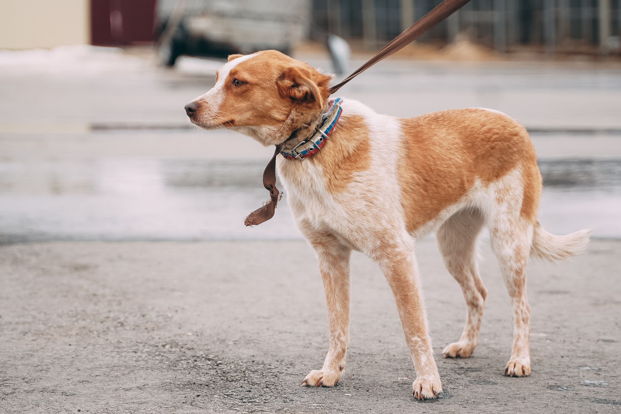 Съемка для благотворительного фонда «Дог 24». Фотограф-анималист, портретный фотограф в Чебоксарах Мария Садыкова