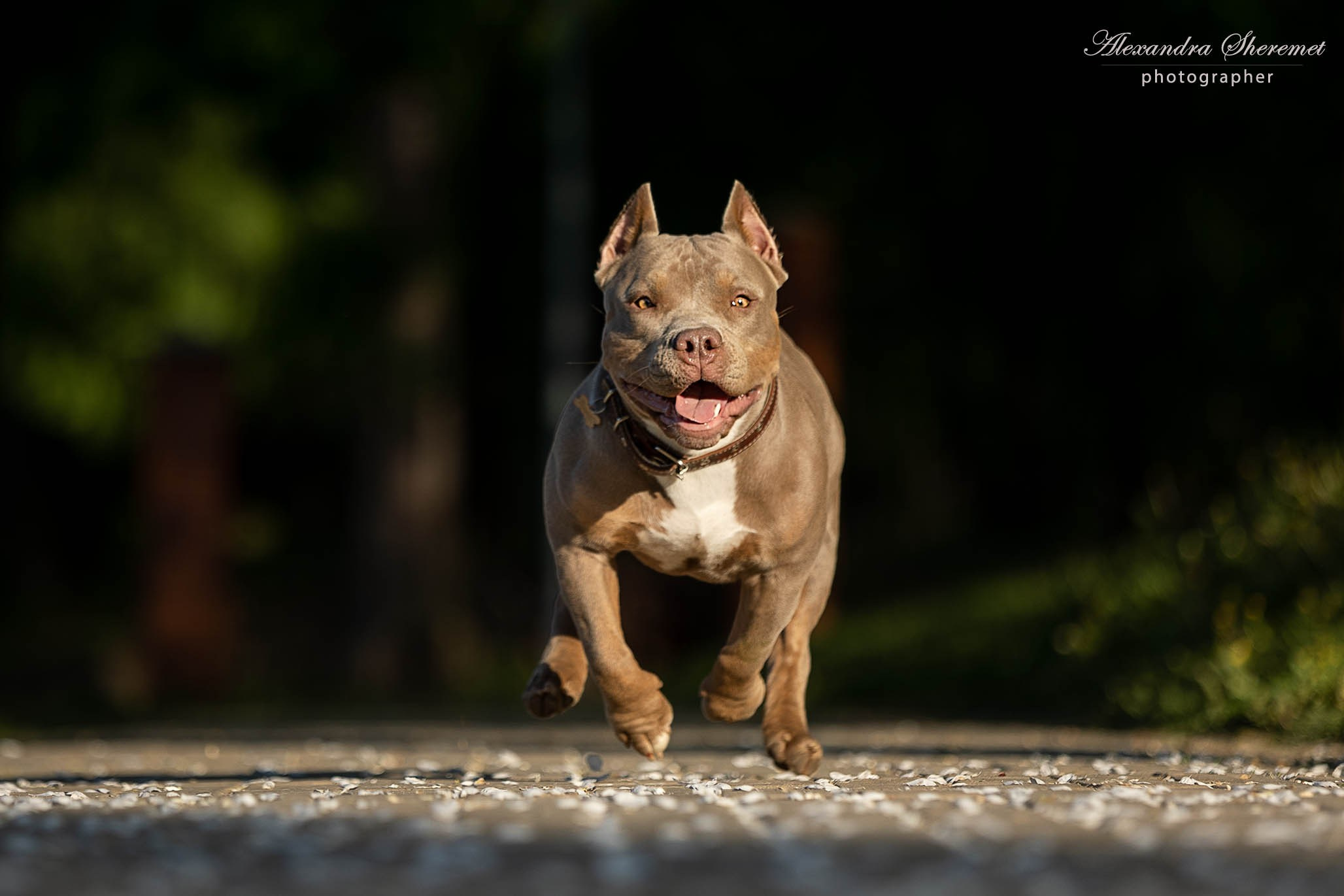 Булли. Фотограф-анималист Александра Шеремет