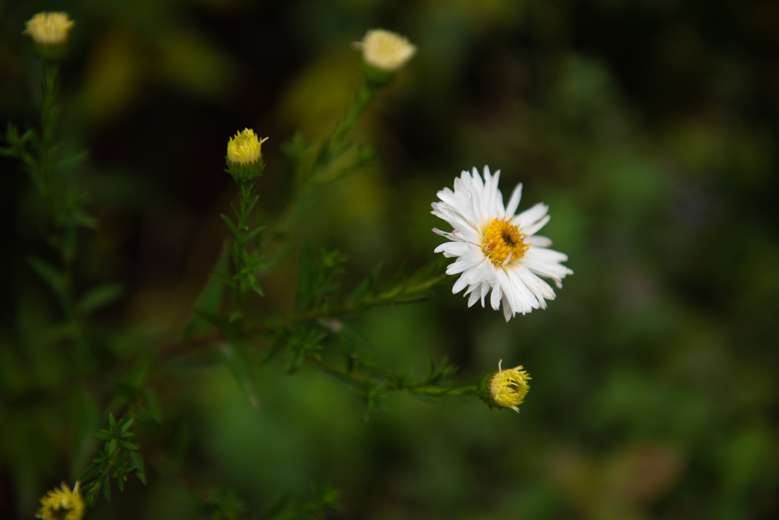 Печоры. Портретный и архитектурный фотограф в Москве и Санкт-Петербурге