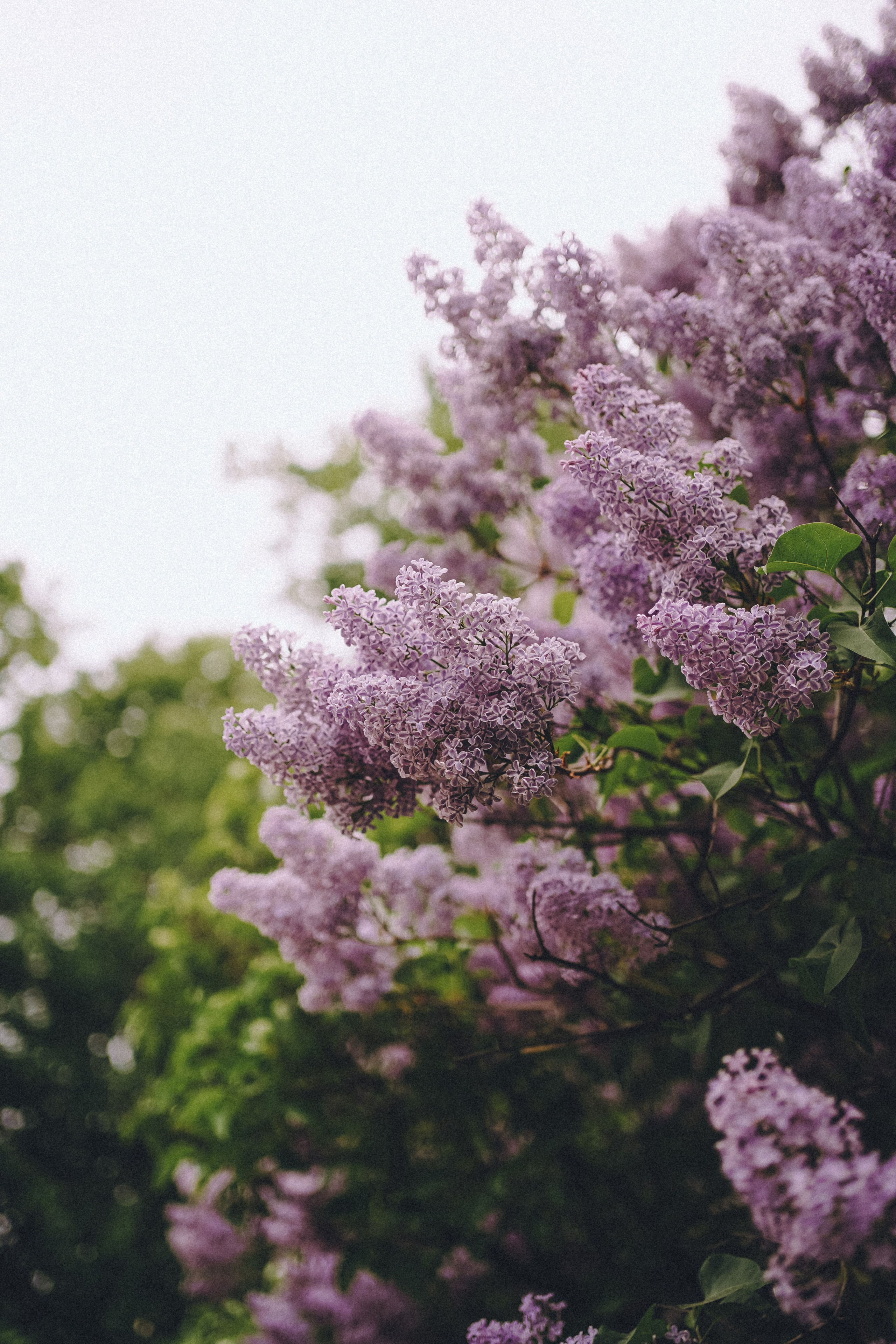 Сиреневый сон. Фотограф Наталья Колганова