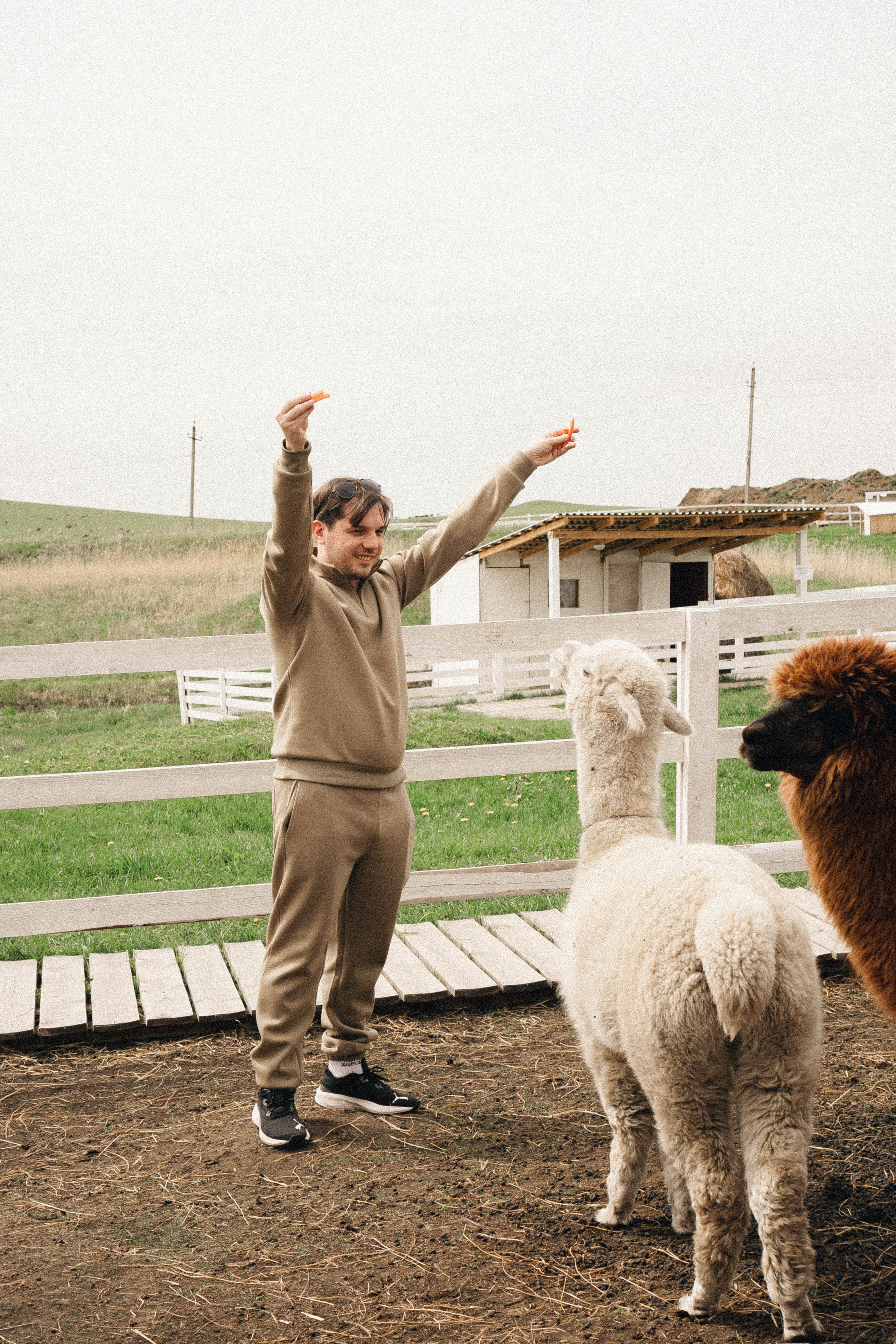 Ферма Альпак. Профессиональный фотограф, Санкт-Петербург — Виктория Богомолова