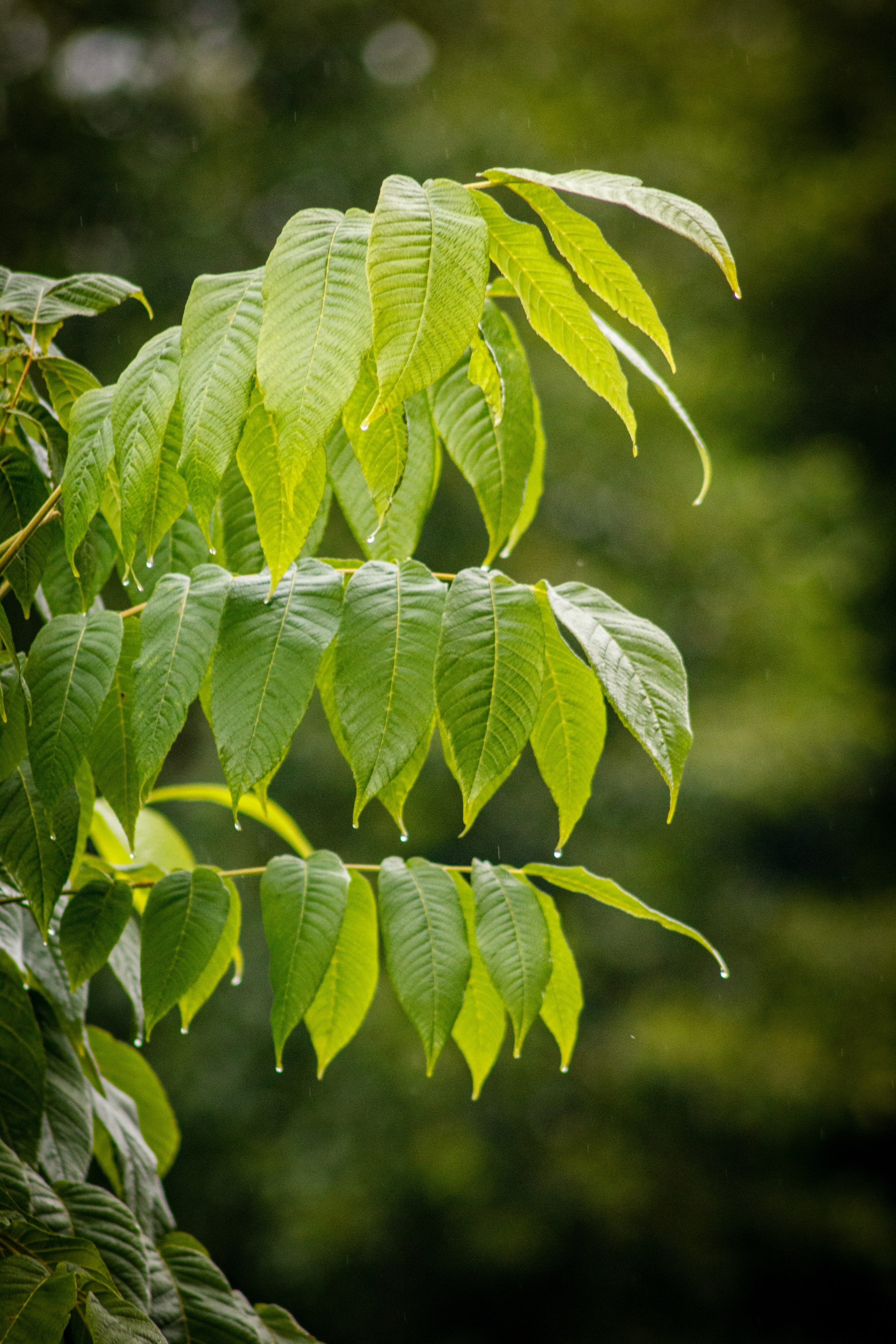 Природа/Животные