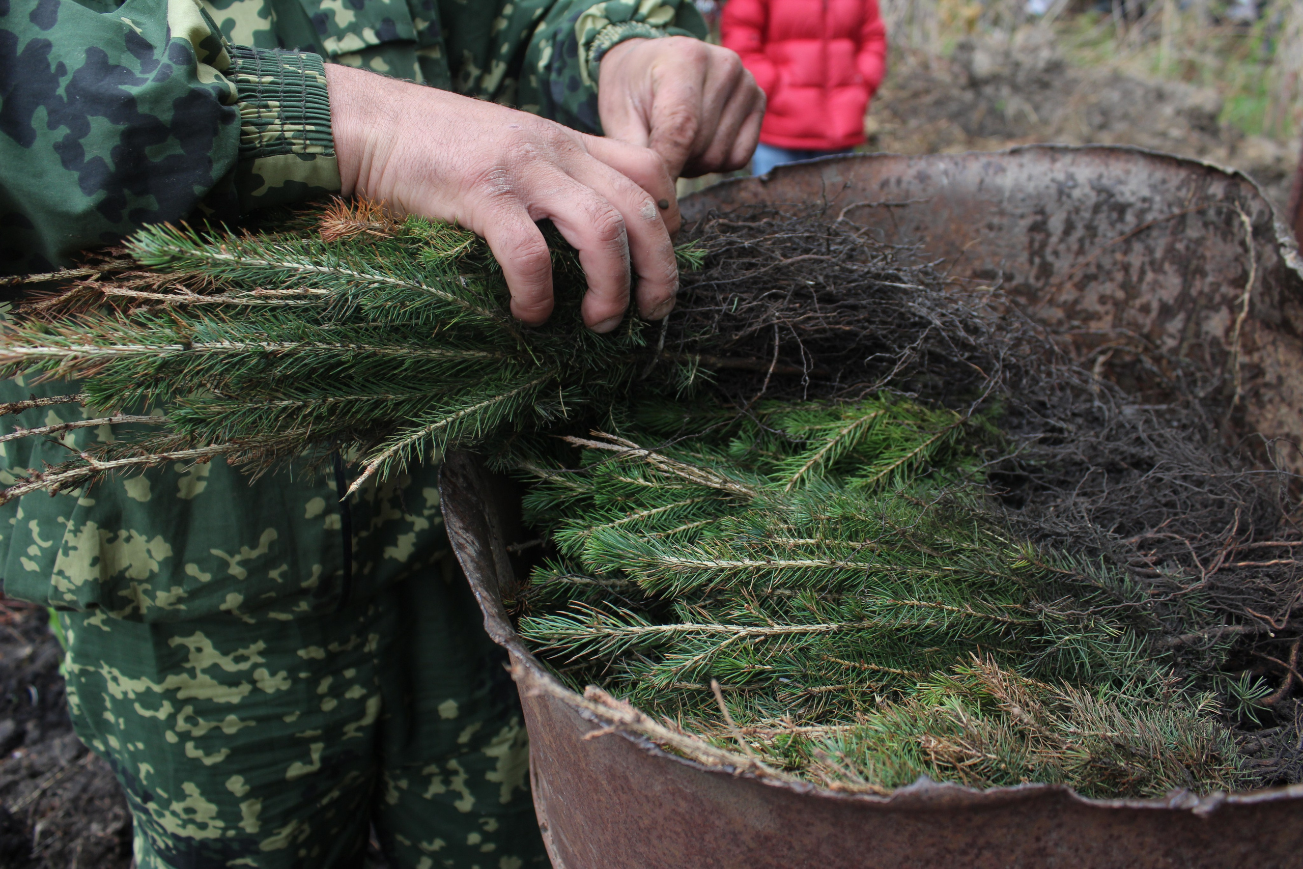 Siberian wellness «100 Га от нас — планете»