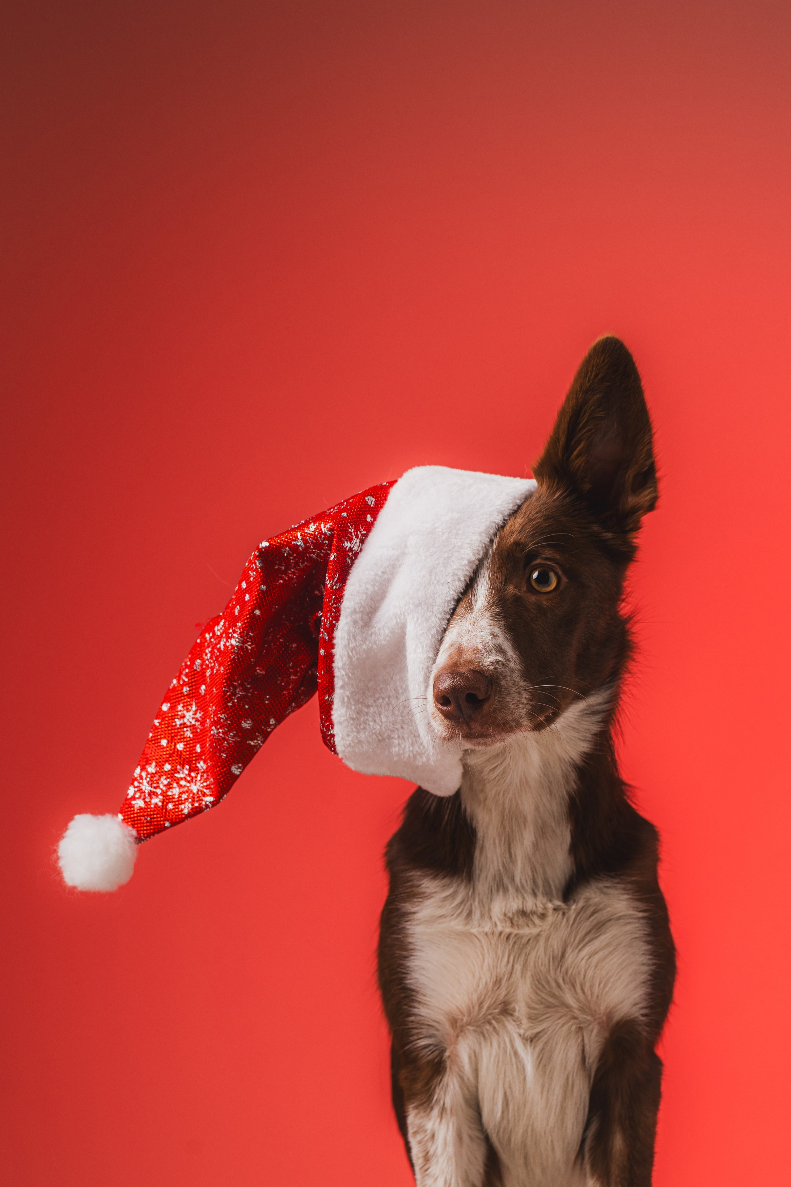 Воркшоп по импульсному свету