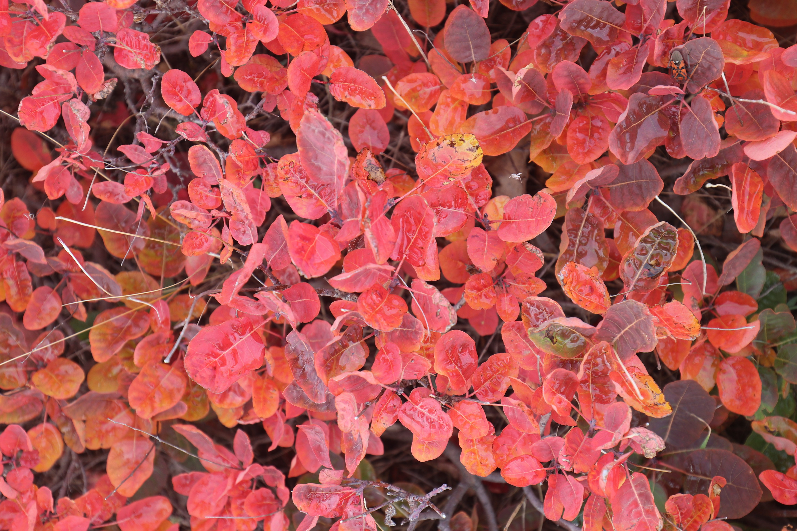 Крым. ЮБК (Судак, Карадаг). Ноябрь 2020. Путешественник-фотограф из Санкт-Петербурга Татьяна Свистулина