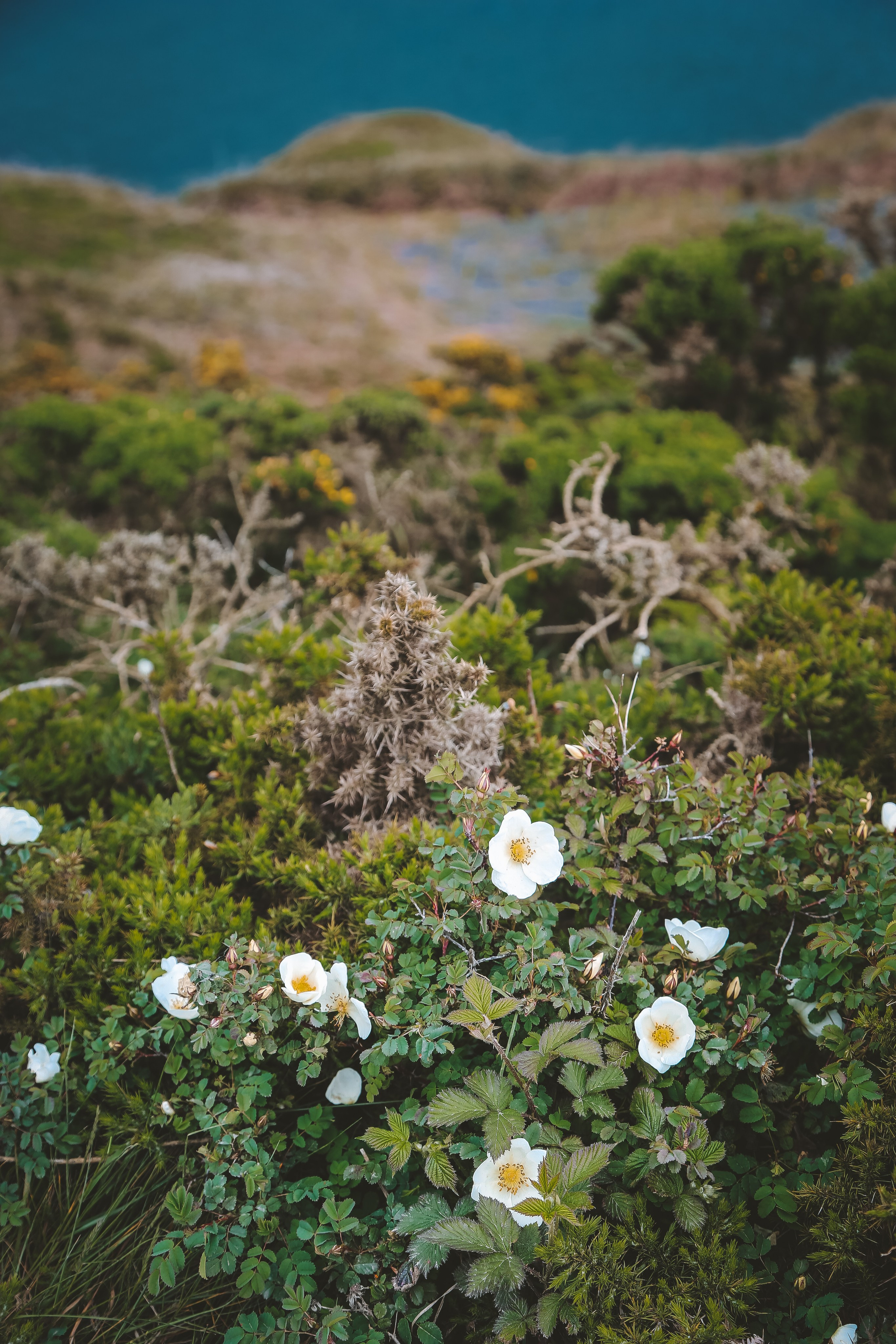 Ирландия: Хоут — тропинка на одного. Дарья Письменюк / Darya Leitstern — фотограф, музыкант, журналист, путешественник
