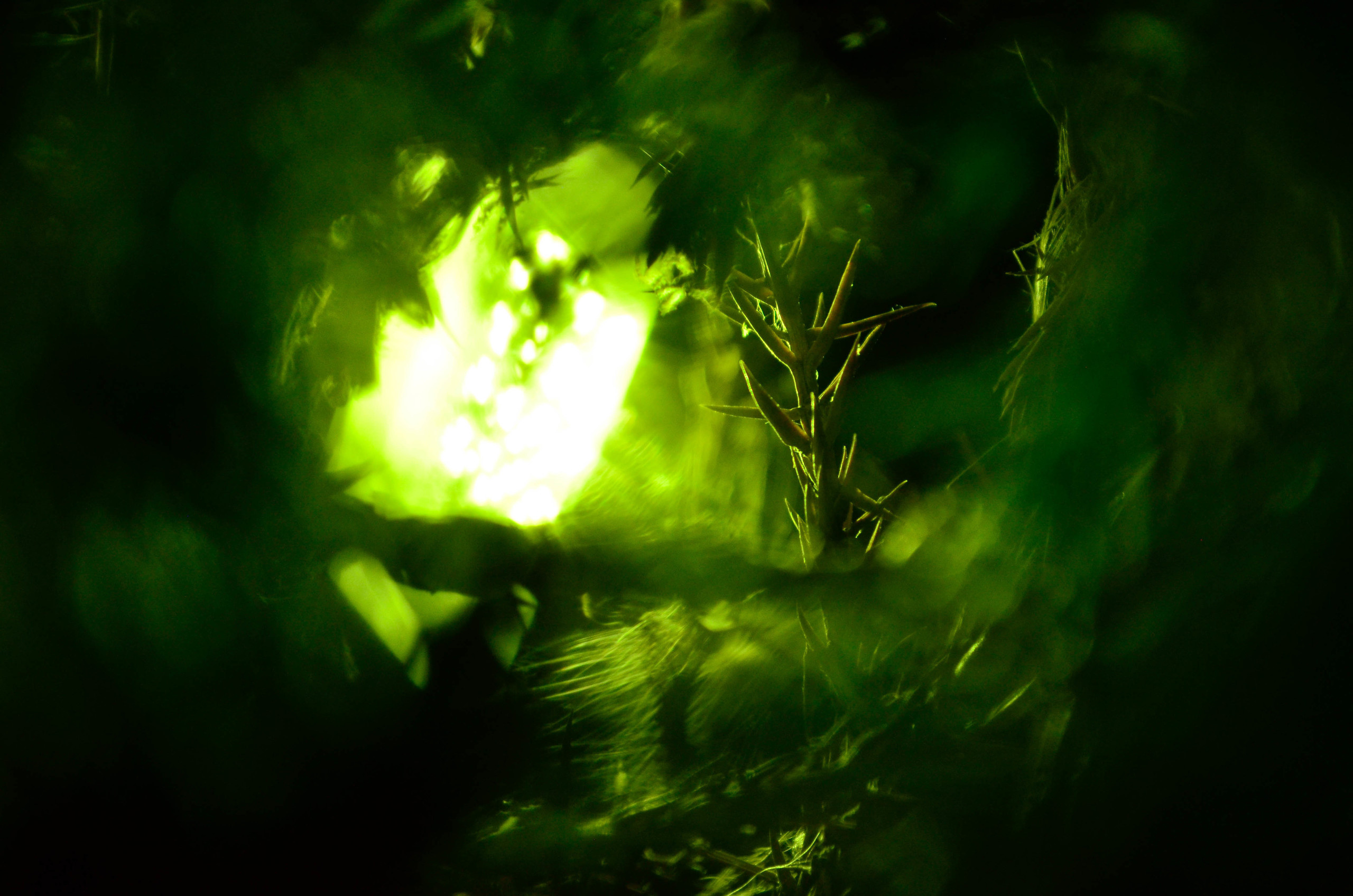 Природа. Александр Снапков | SnappPhoto | Буй