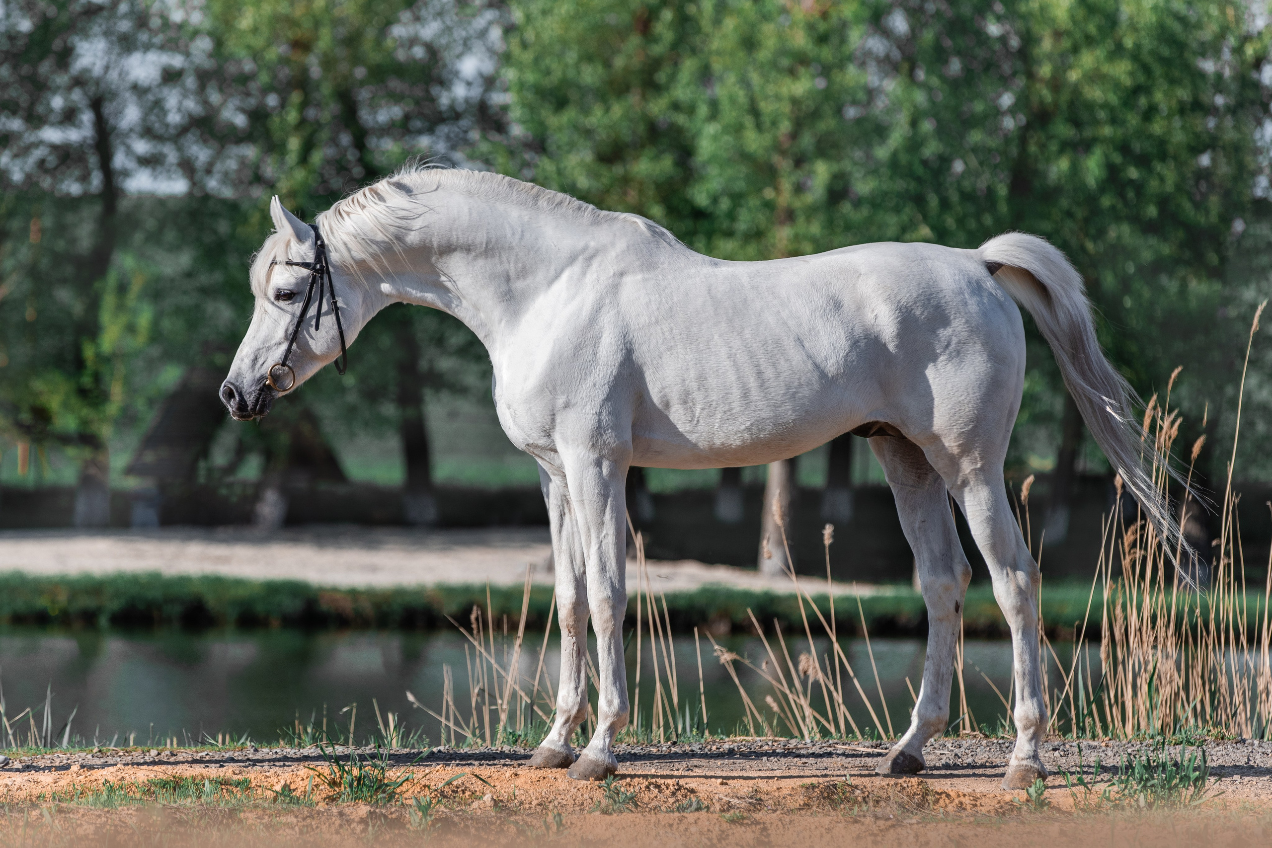 Экстерьеры. Фотограф-анималист Ксендзова Кристина