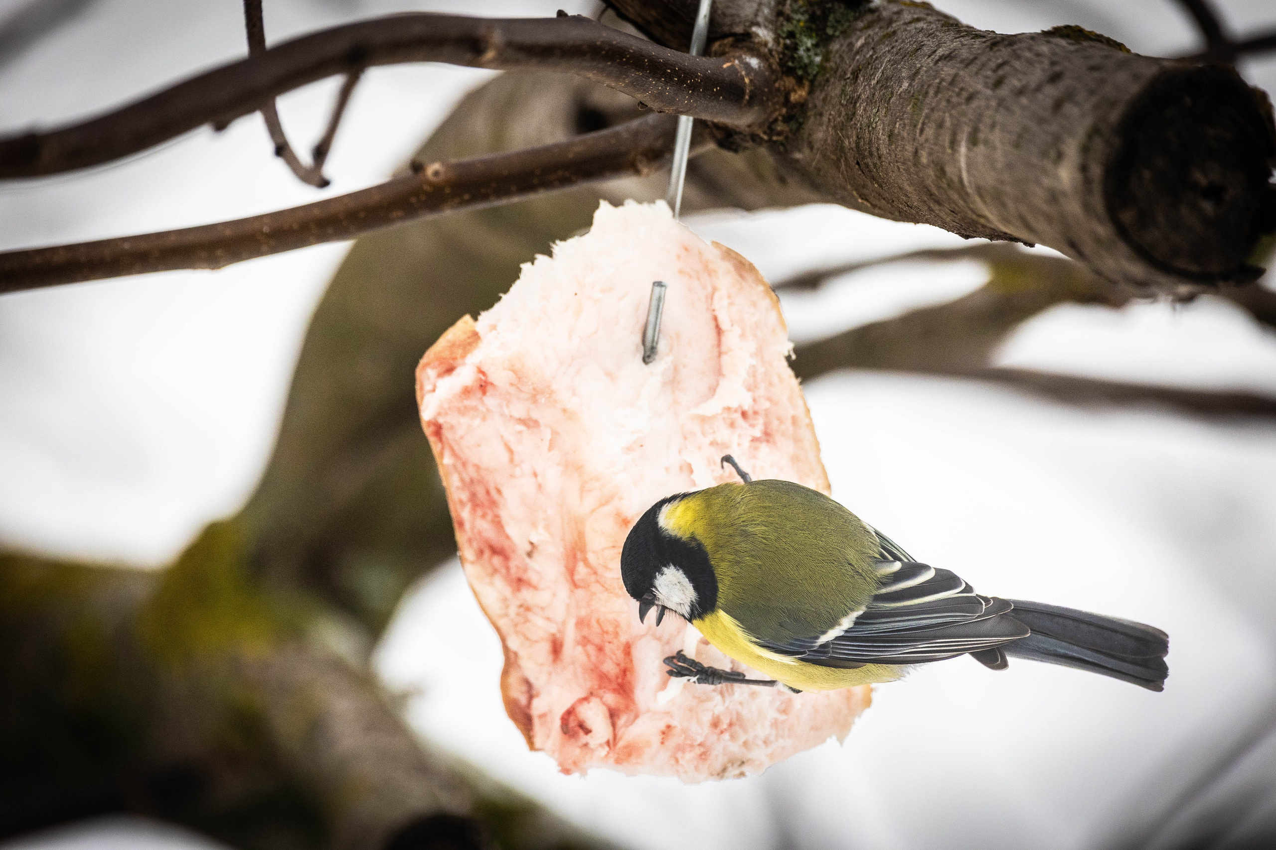 Дикий животный мир. Фотограф-АниМалист Анна Абрамова
