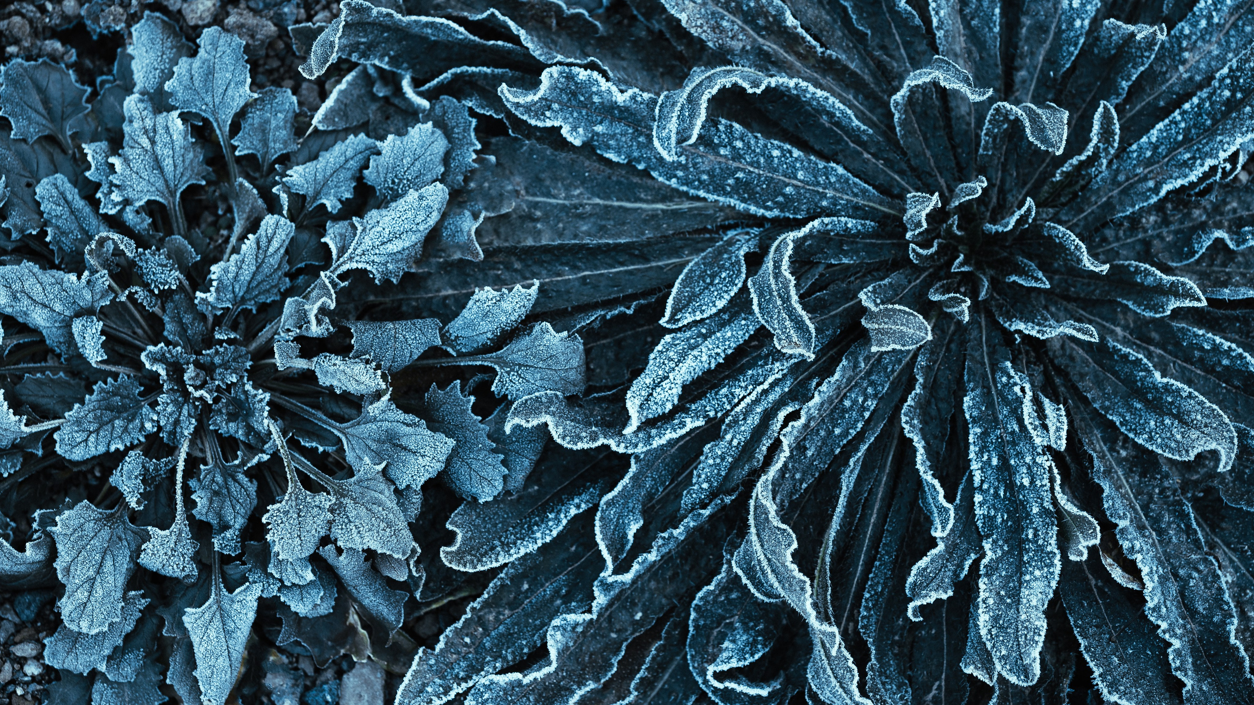 Frozen Nature. Oleg Kozachok — Photographer with Protanopia | Portraits, Texture & Light