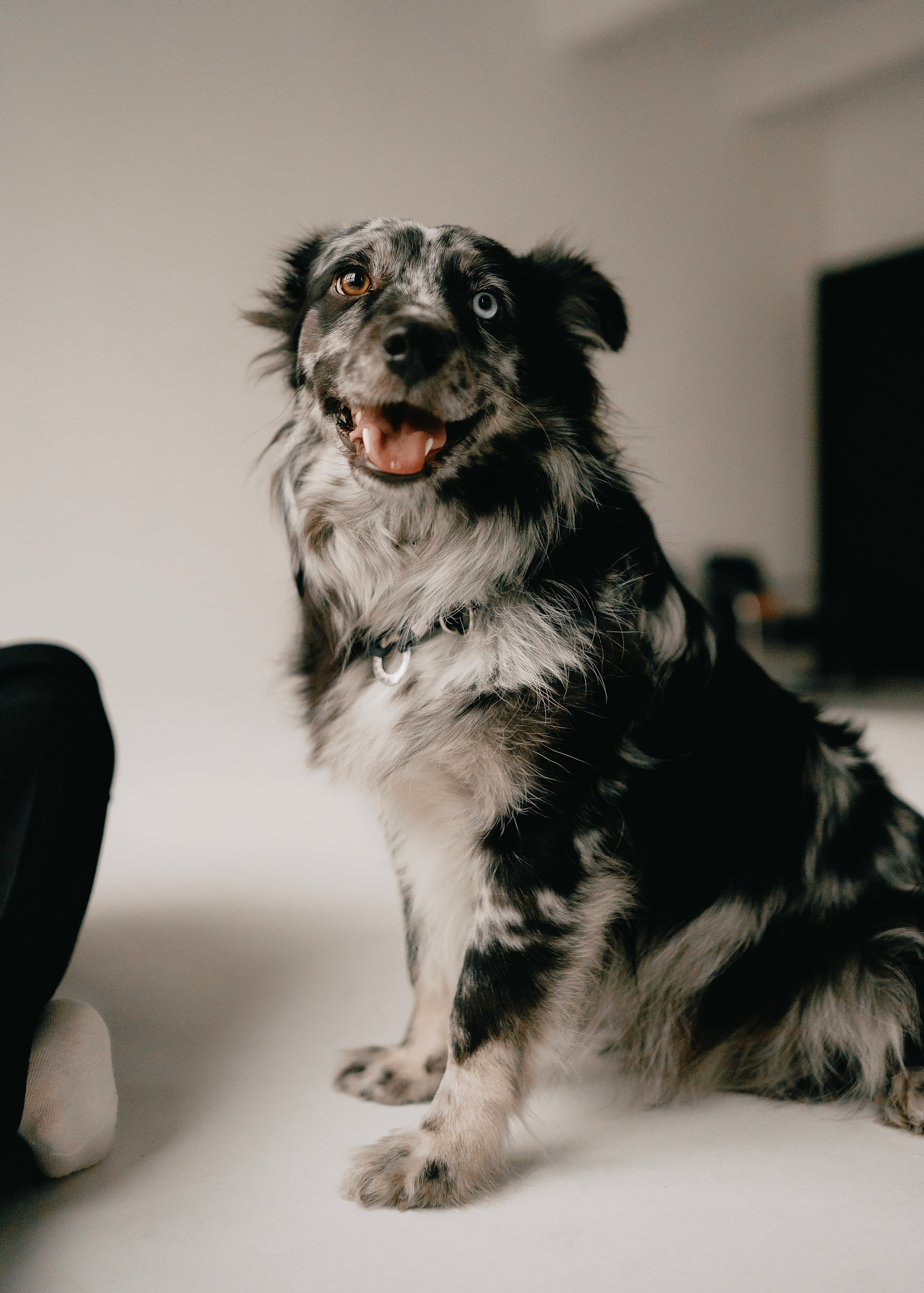 Бублик. Фотограф- анималист Александра Матвеева