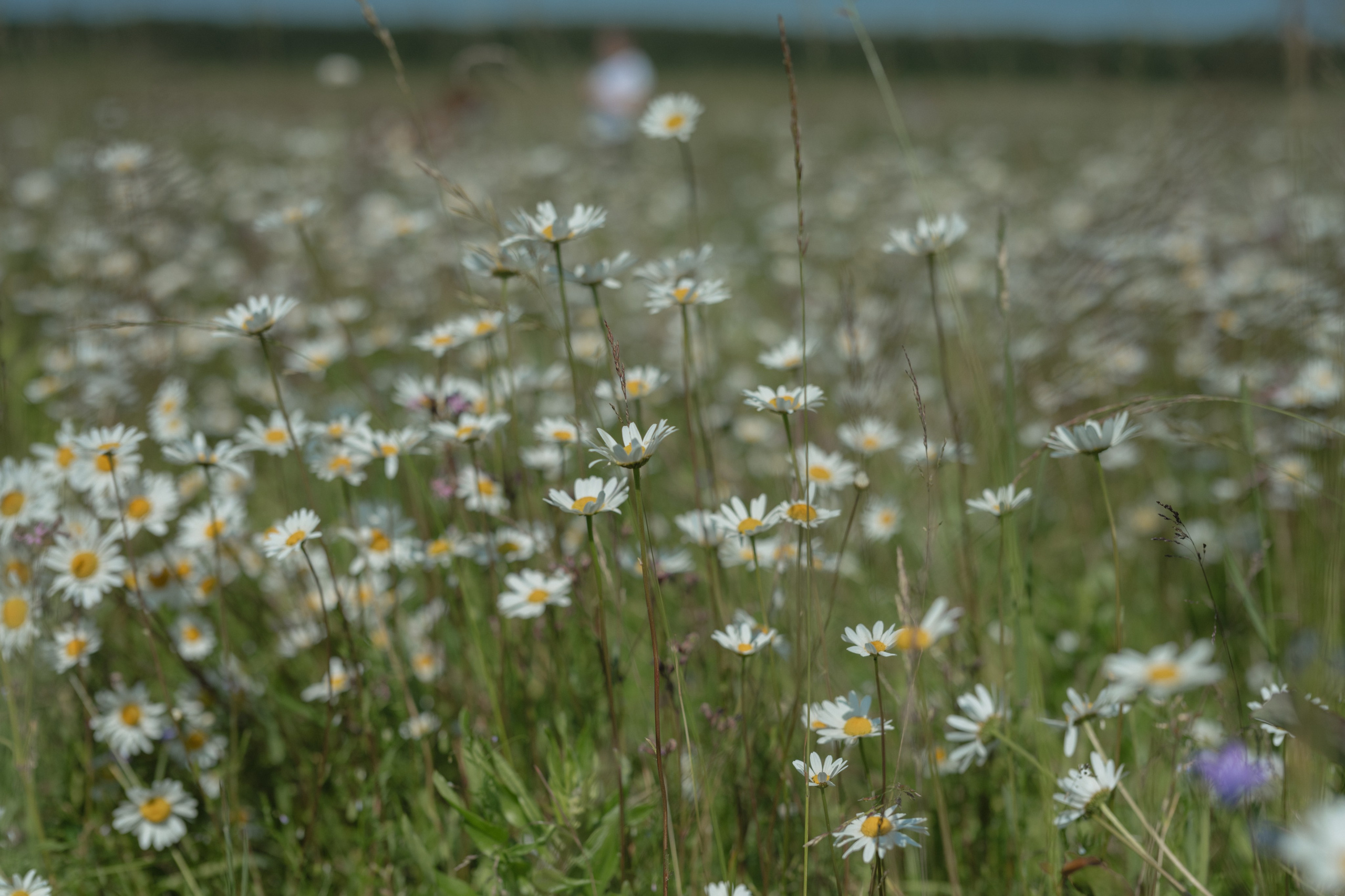 Белла ❤️. Семейный фотограф и анималист в Москве и Московской области