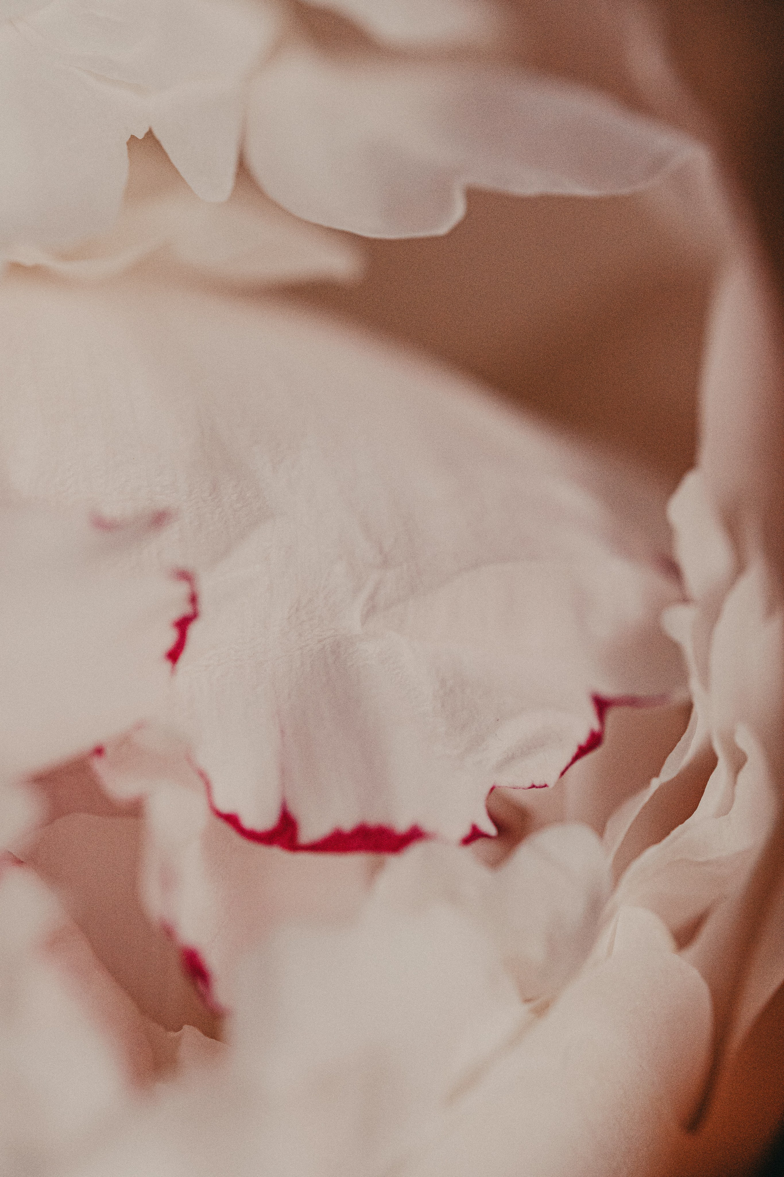 Букет пионов. Портретный и семейный фотограф во Владивостоке Светлана Мухильченко