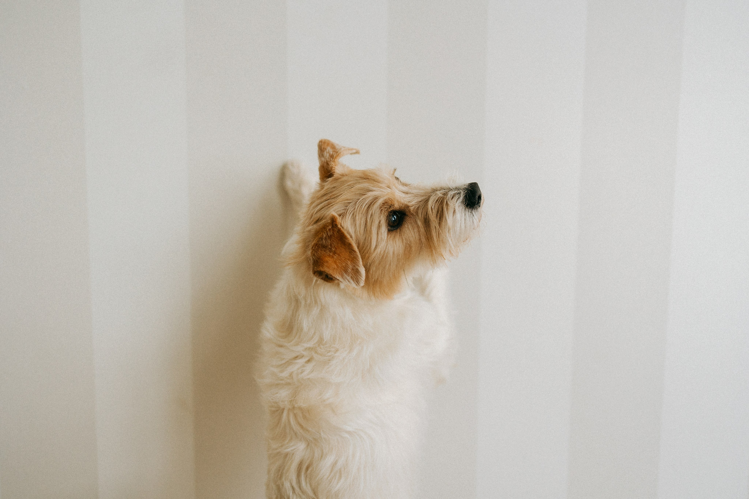 Цунами, Теон и Женя. Фотограф анималист Анастасия Пикей