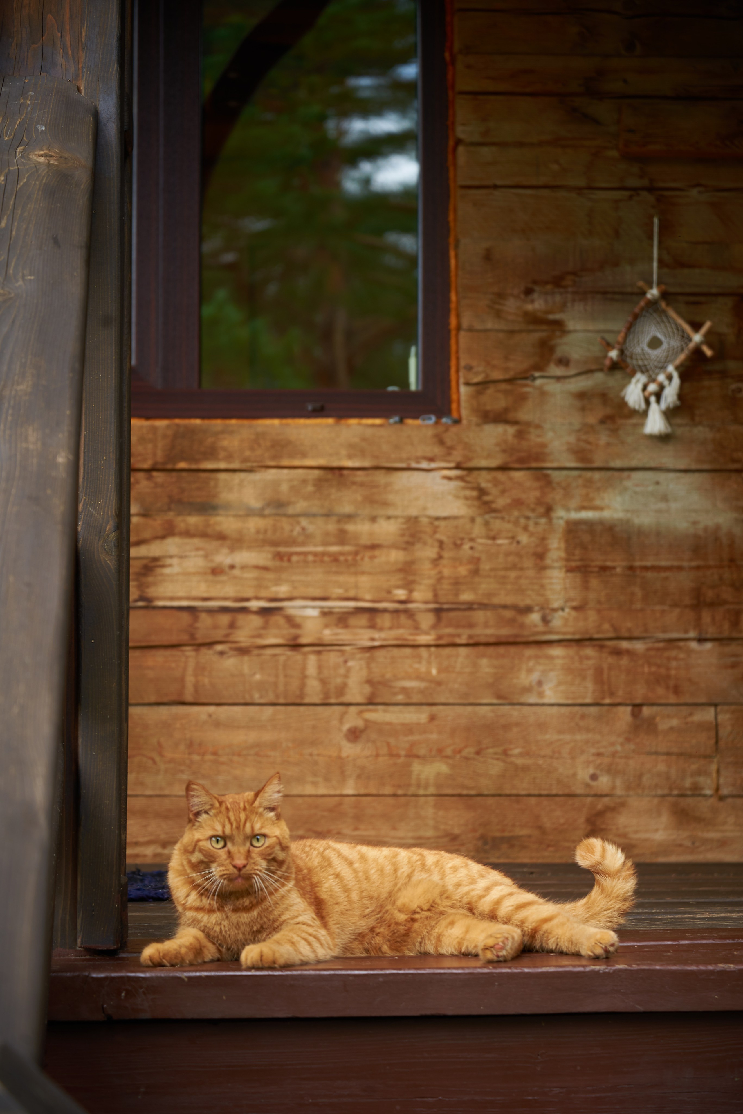 Усадьба «Рыжий кот». Семейный фотограф в Барнауле, Горный Алтай, Заринск, Алейск