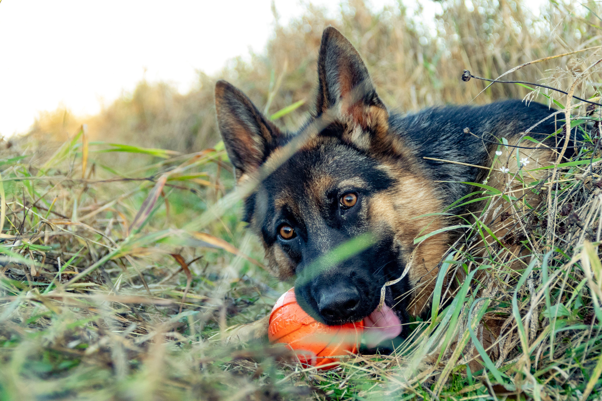 Собаки. Фотограф в Вязьме