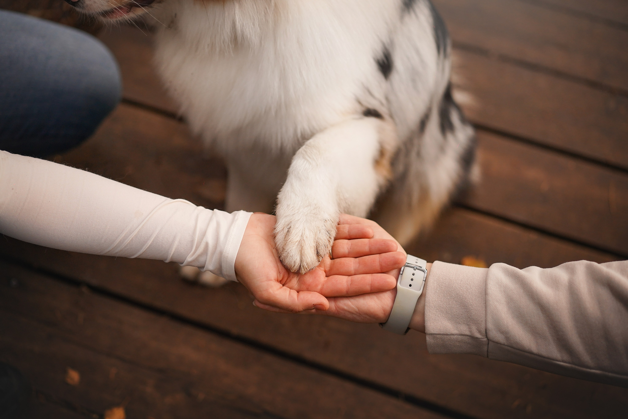 Соня Гавриил и Юкки. Фотограф-анималист в Санкт-Петербурге Яна Мартынова