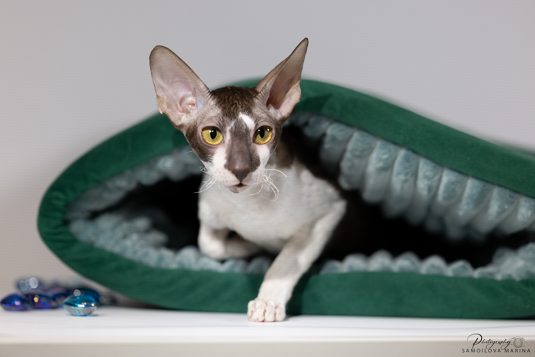 Кошки. Фотограф-анималист в Москве и МО Самойлова Марина
