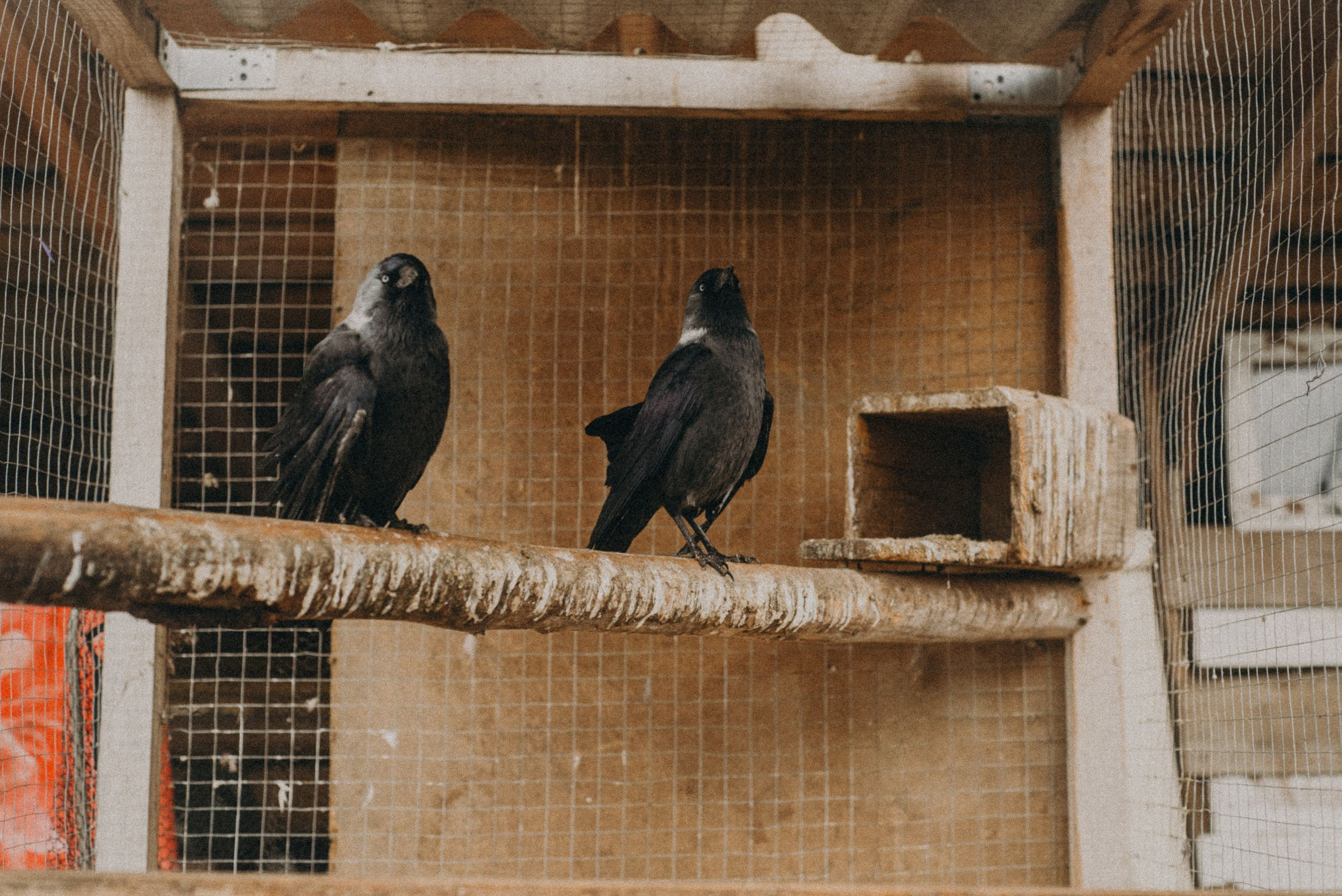 Сирин. Anita_photo