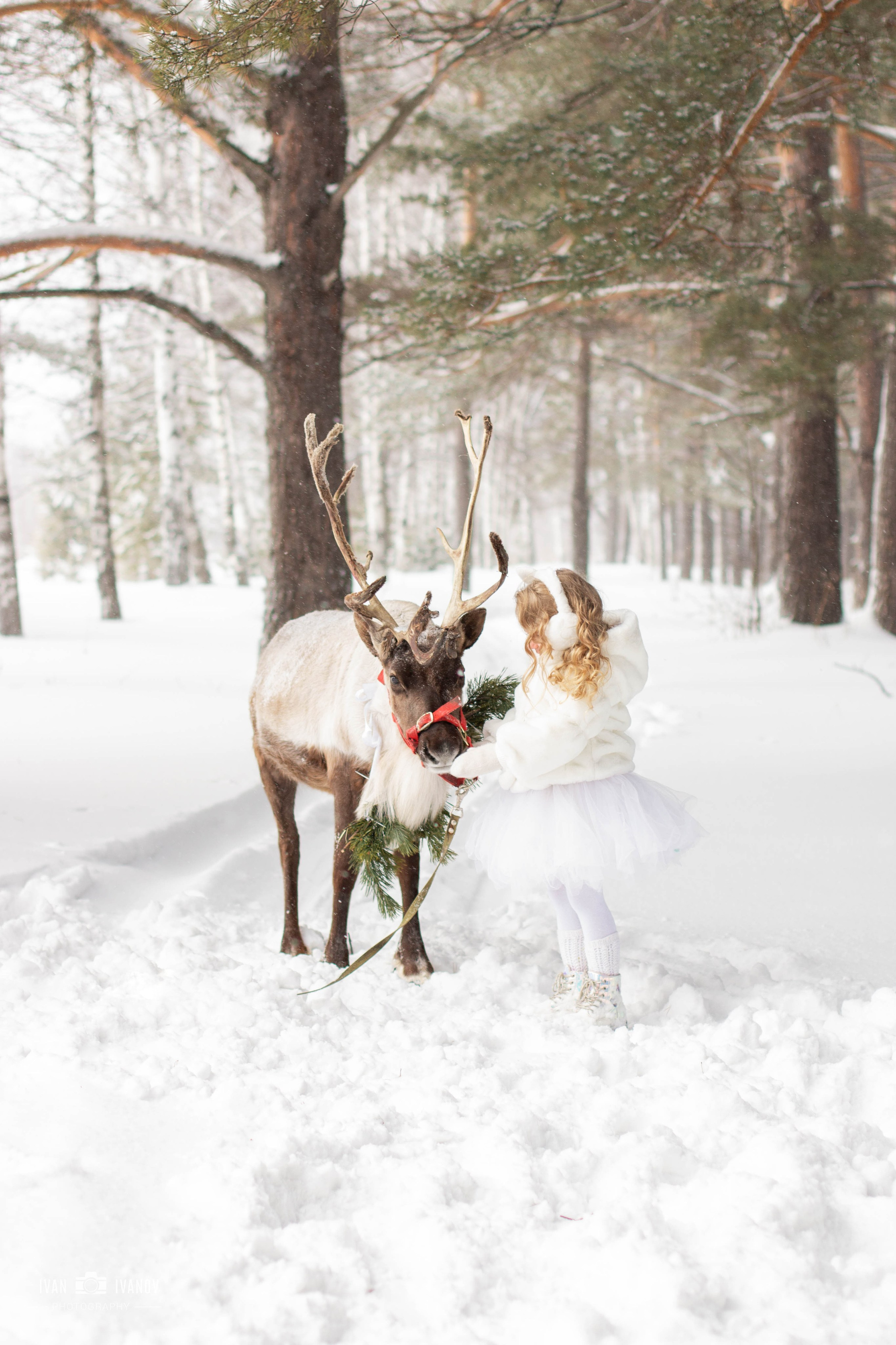 Воркшоп с северным оленем. Свадебный и семейный фотограф в Новокузнецке Иван Иванов