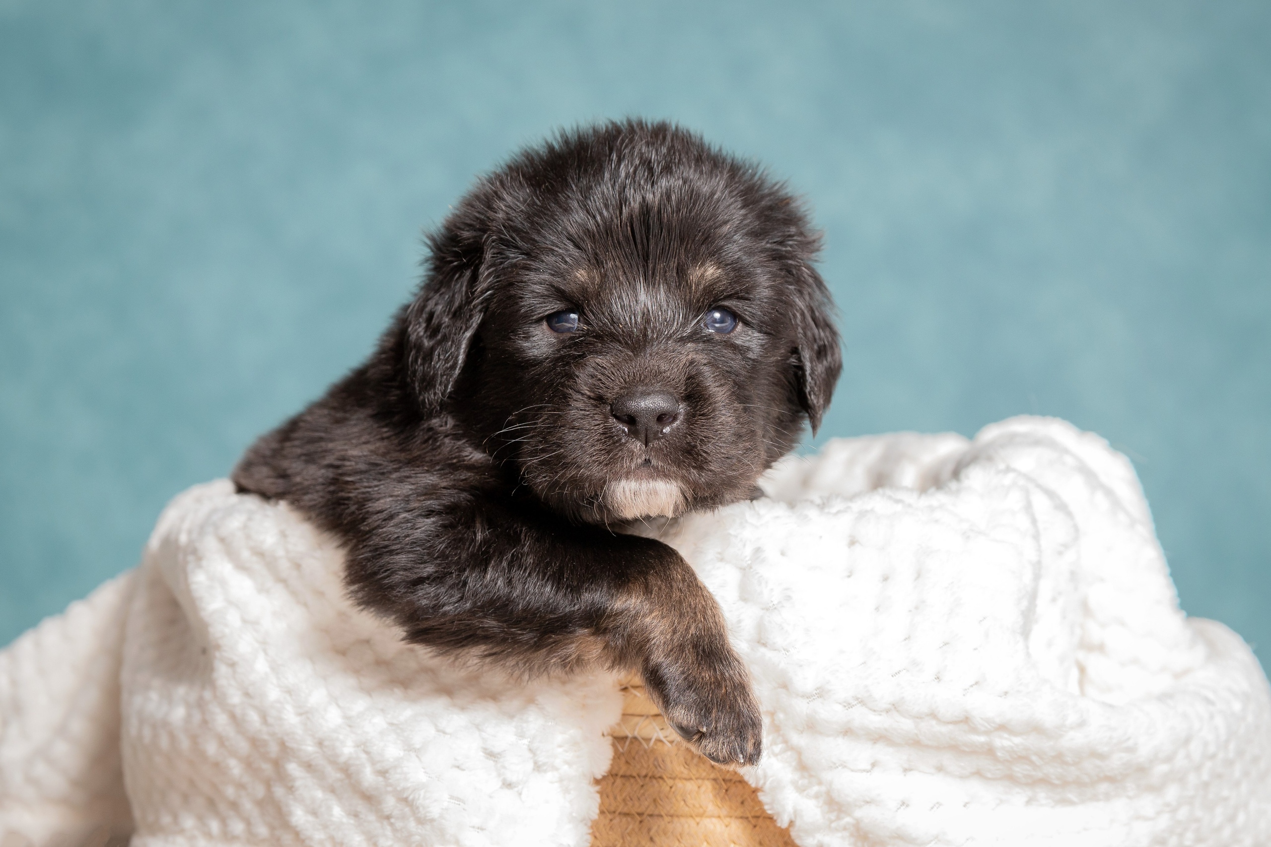 Тибетский мастиф. Юлия Микульская. Рыбинск