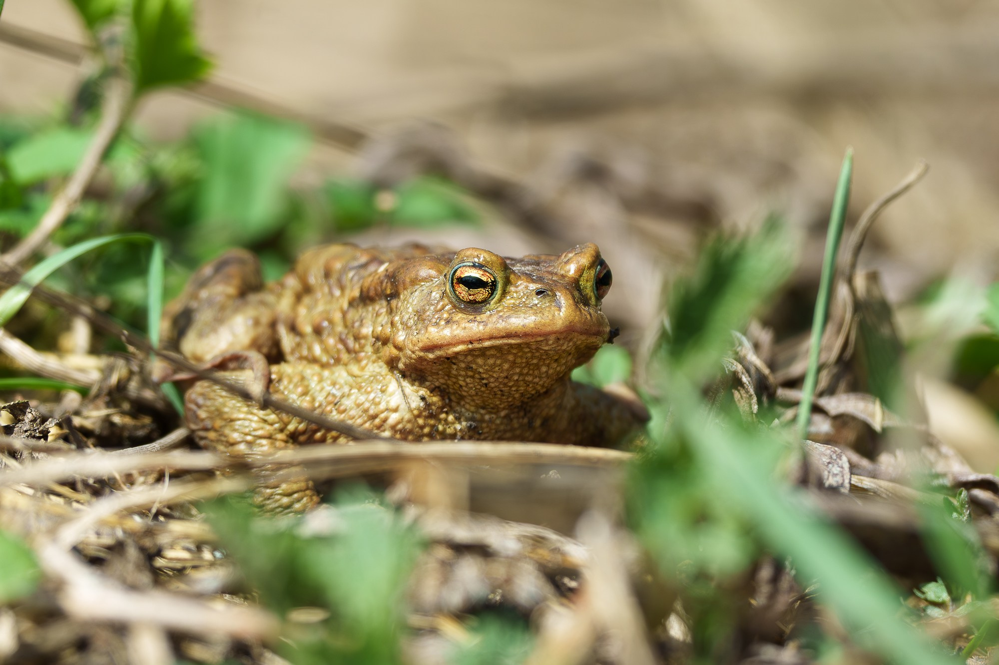 Животные. Ваш личный фотограф Марина Волкова