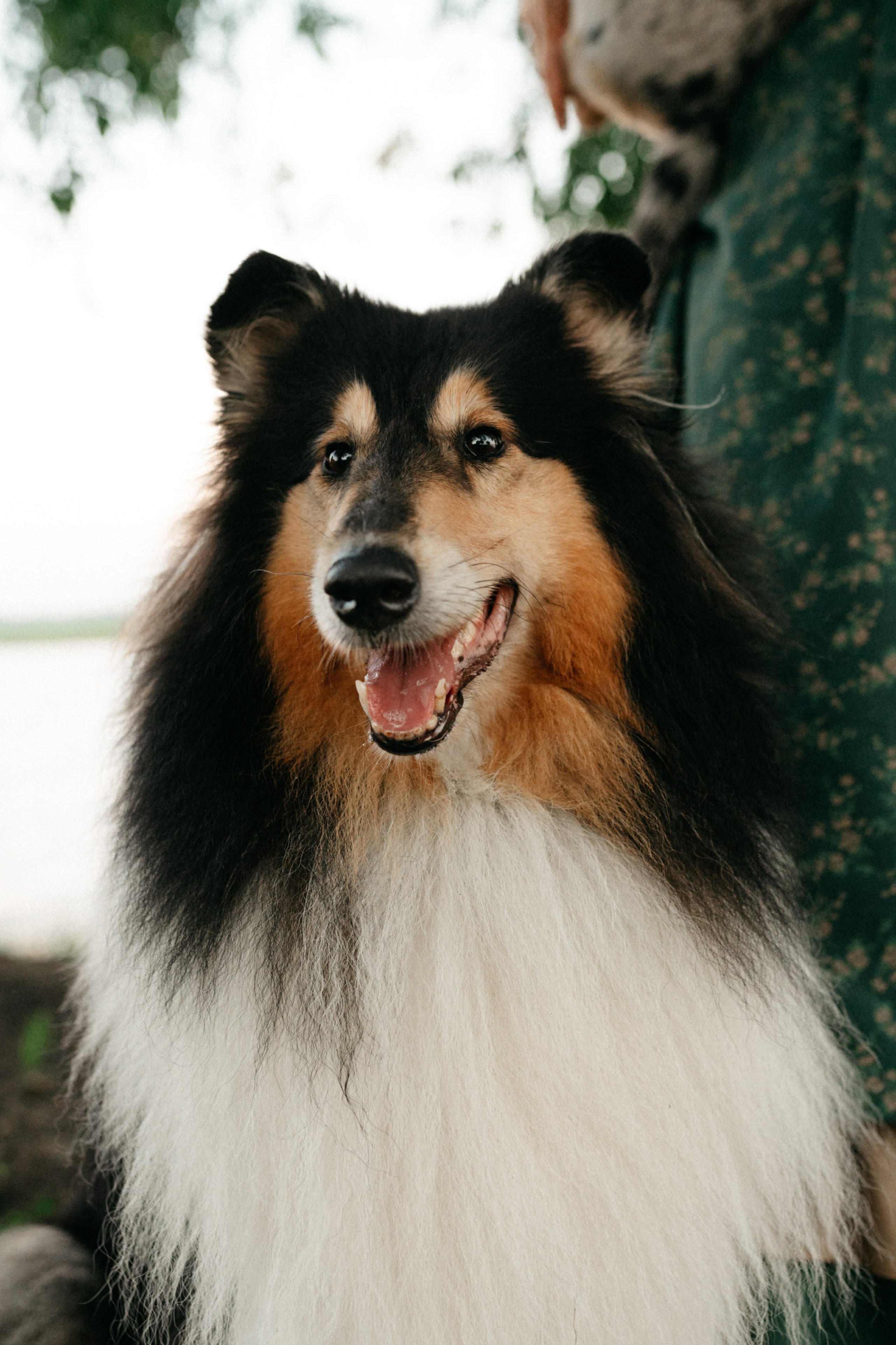 Таня и её пушистые друзья. Фотограф анималист в Москве Ольга Агушева