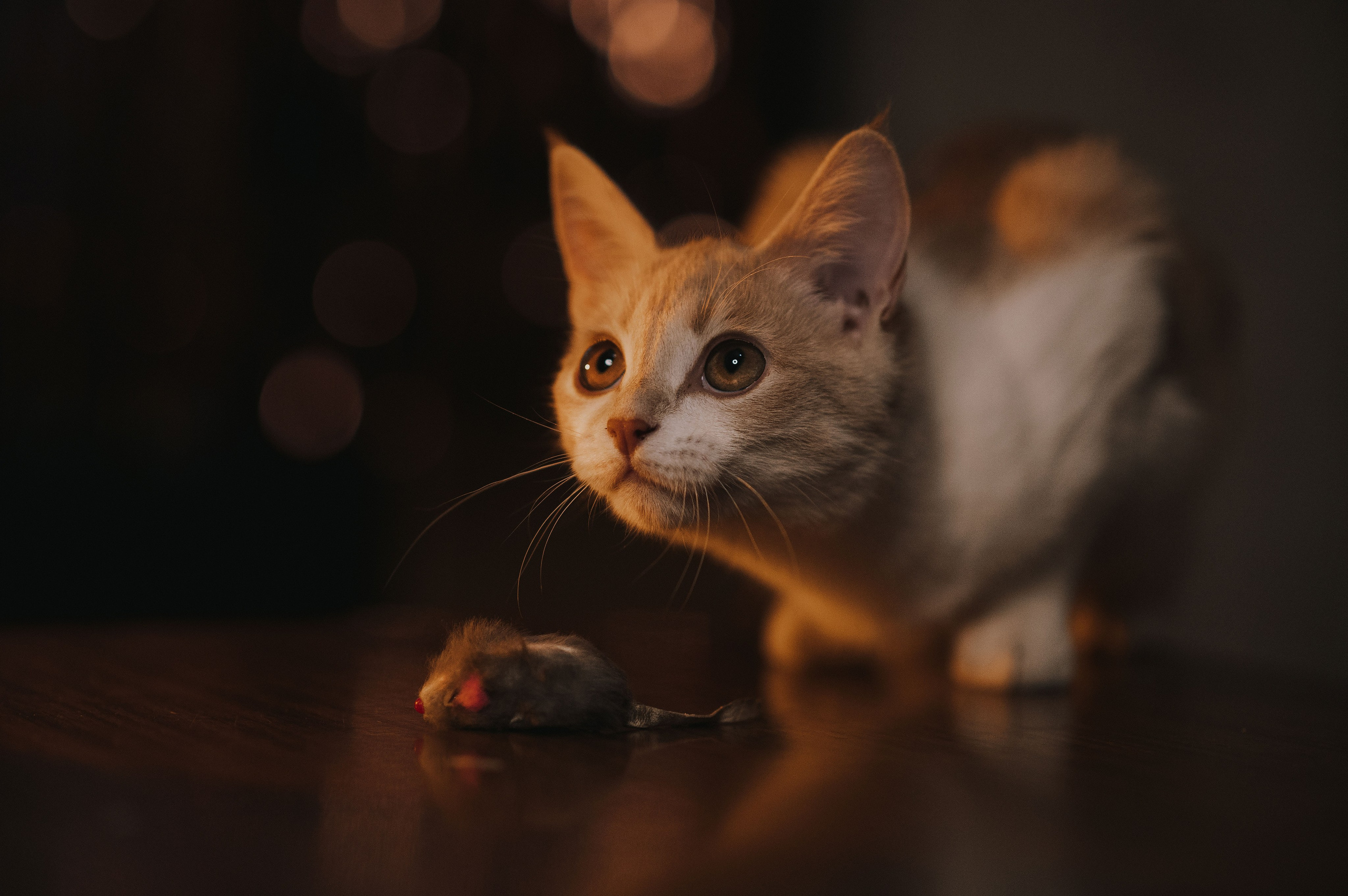 Котовая серия: Настя и Текилла (Королёв, 2022). Анна Пушина, фотограф, Москва, Королев, Пушкино