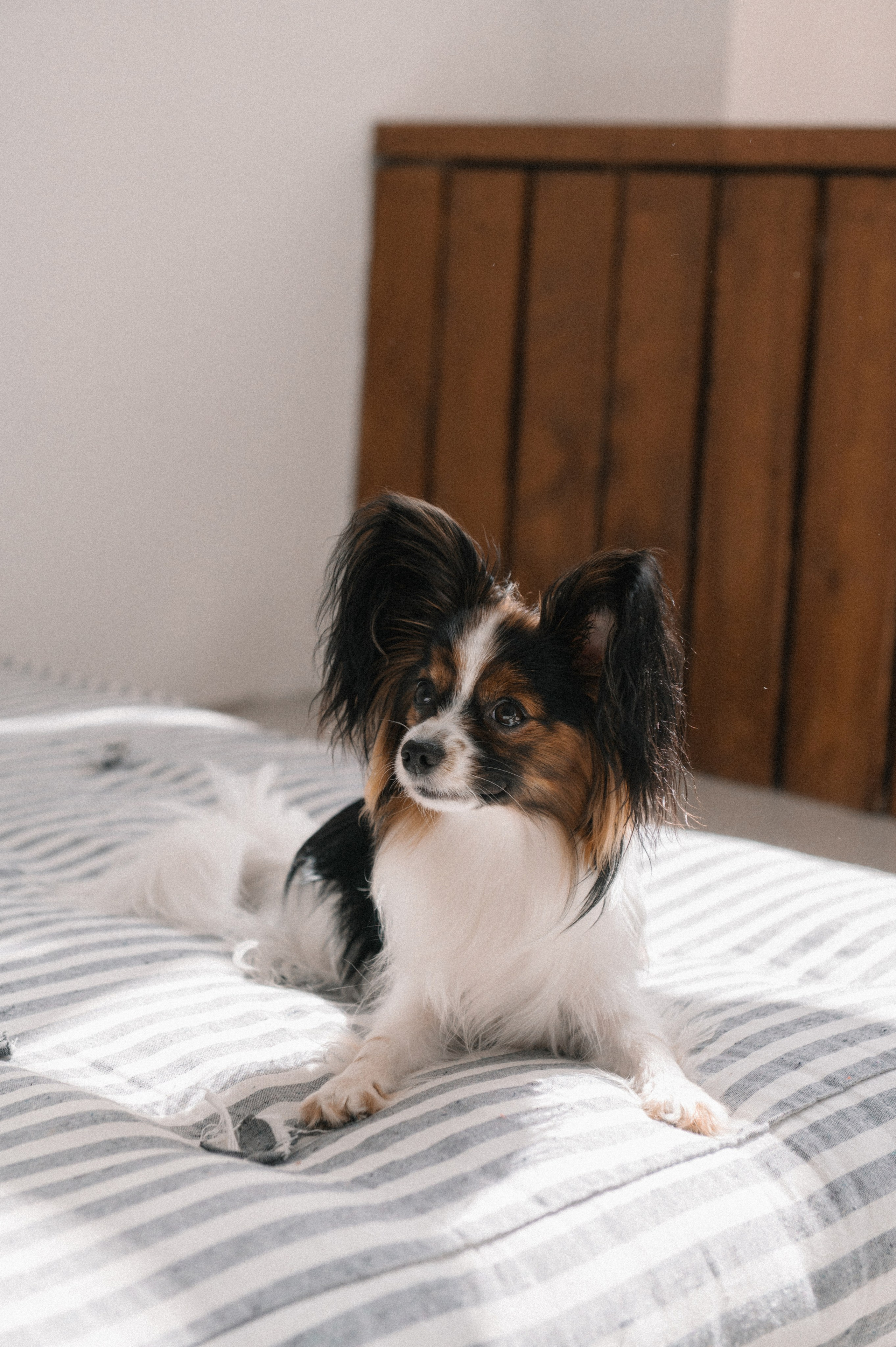 Наташа, Леша и Черри (Королев, 2025). Анна Пушина, фотограф, Москва, Королев, Пушкино