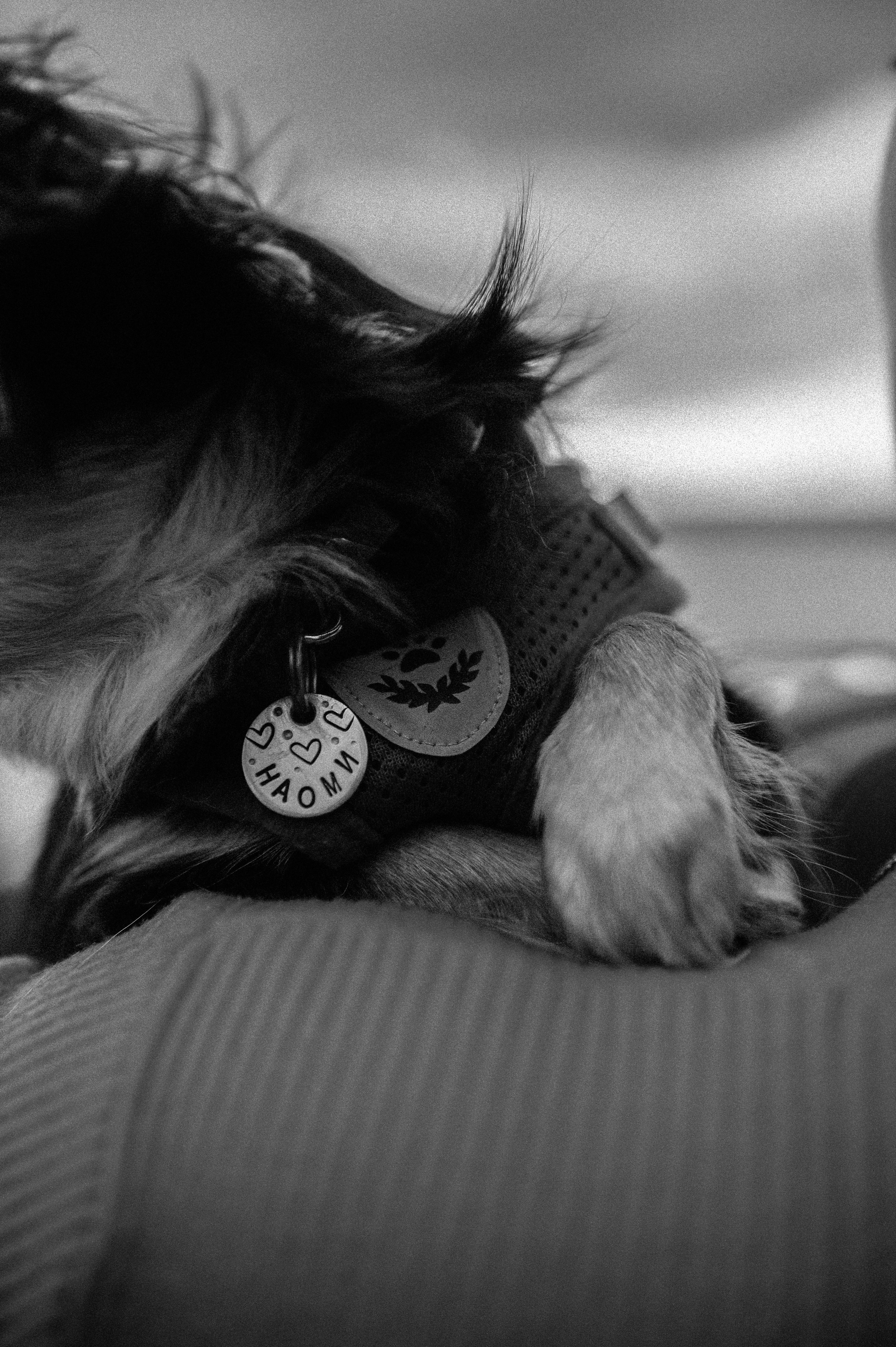 Лера, Илья и чихуахуа Наоми (Нижний Новгород, 2024). Анна Пушина, фотограф, Москва, Королев, Пушкино