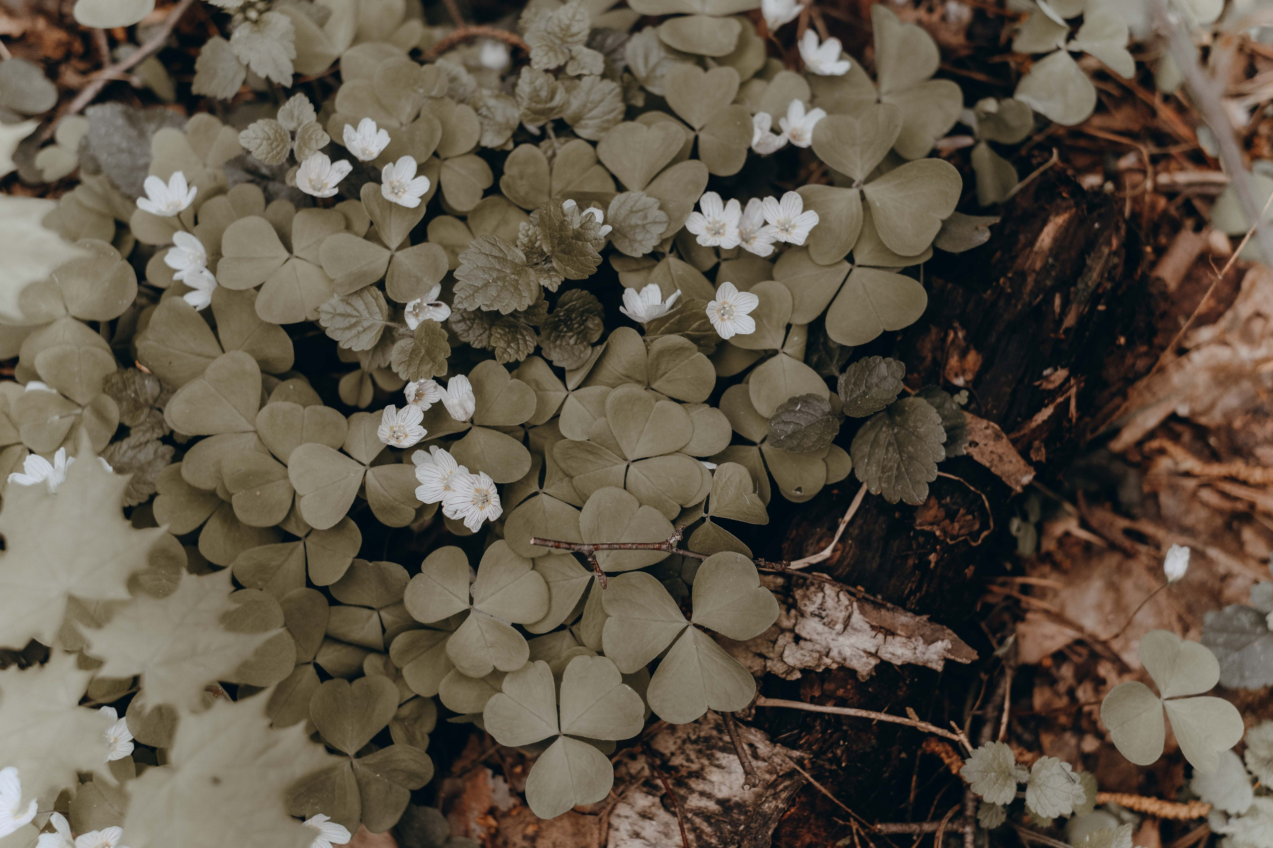 Revolution: Draubergbrand. Фотограф Аннё| Москва