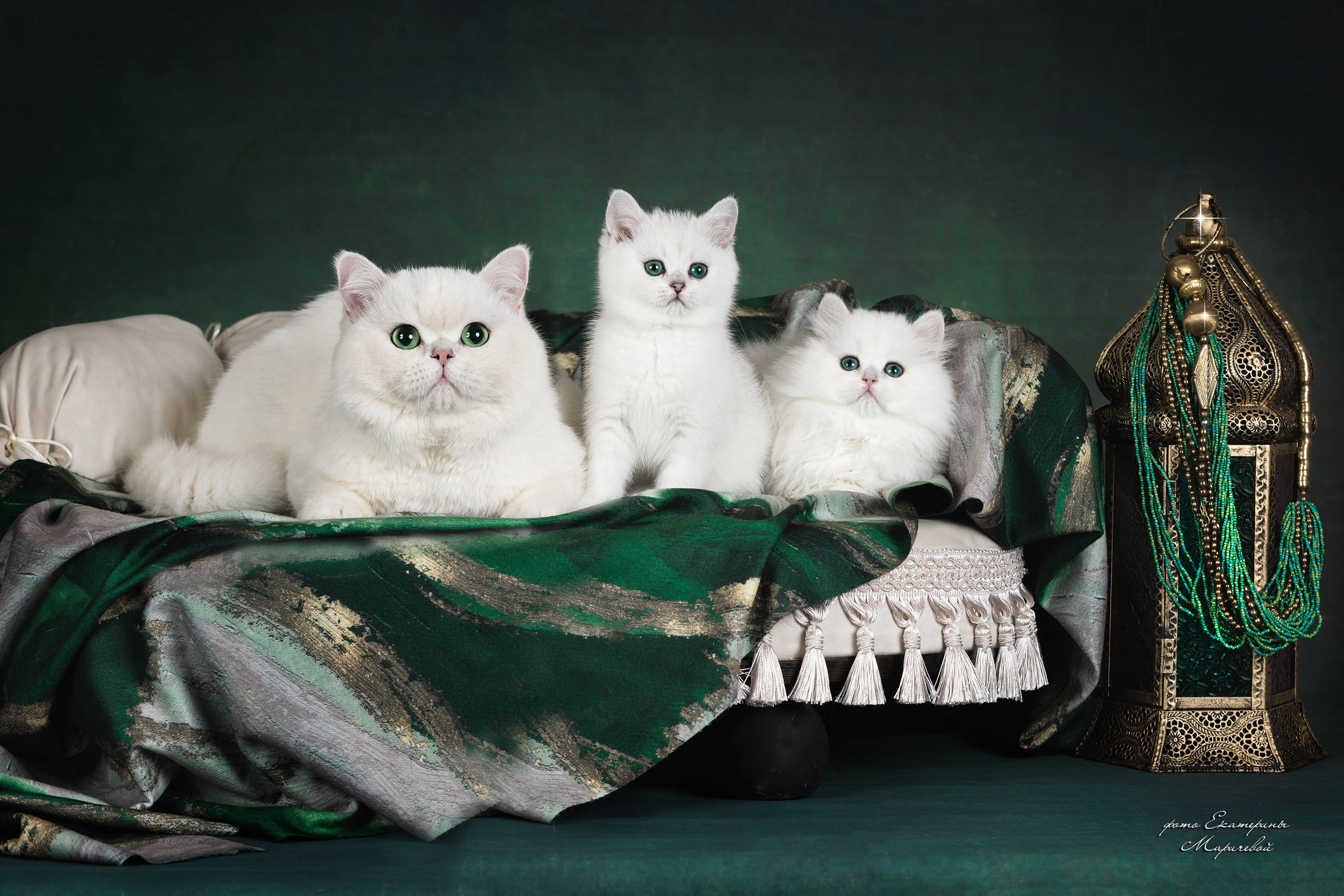 Галерея котят. Фотограф-анималист в Омске Екатерина Маричева