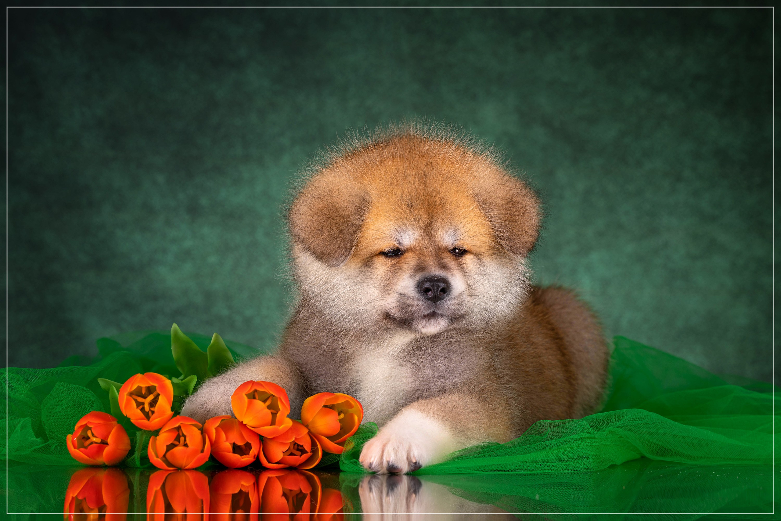 Галерея щенков. Фотограф-анималист в Омске Екатерина Маричева