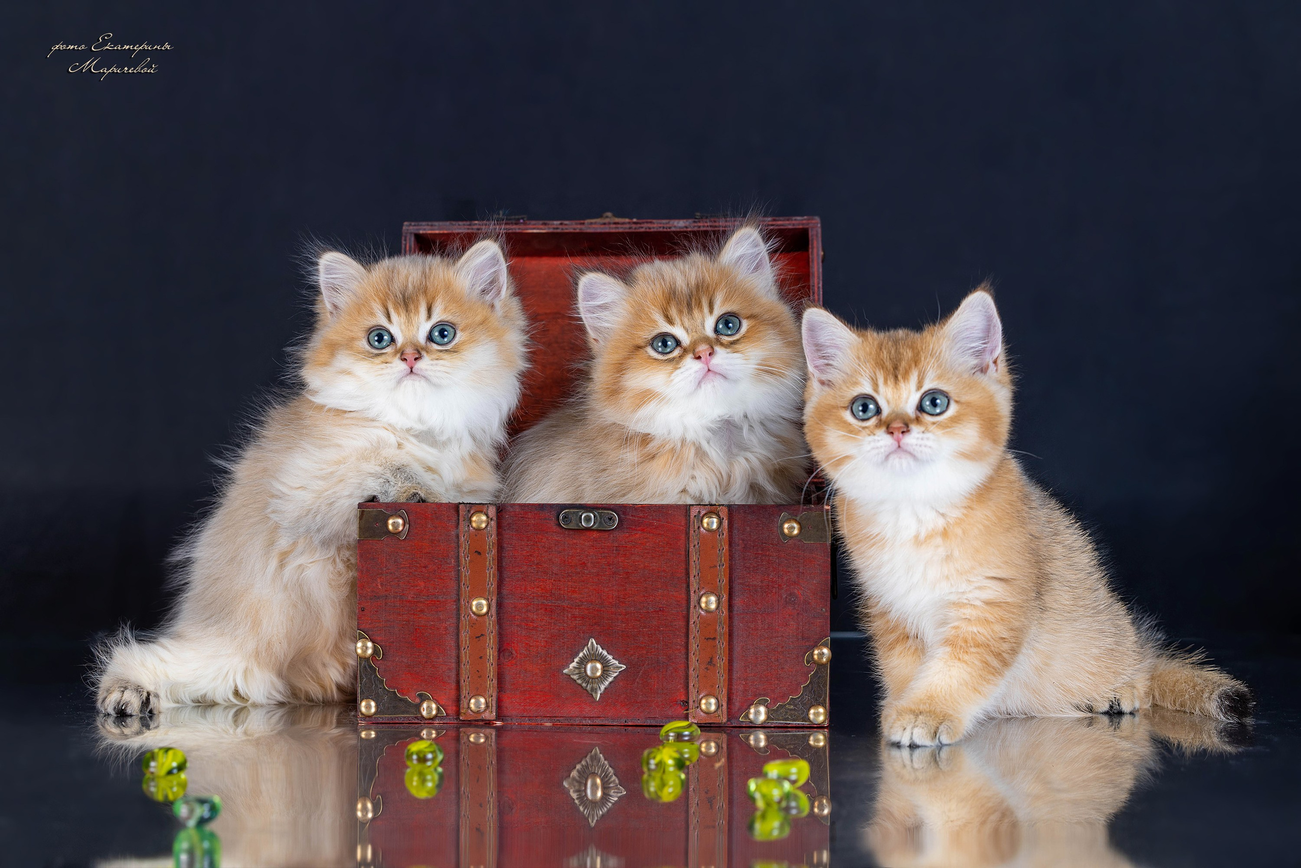 Галерея котят. Фотограф-анималист в Омске Екатерина Маричева