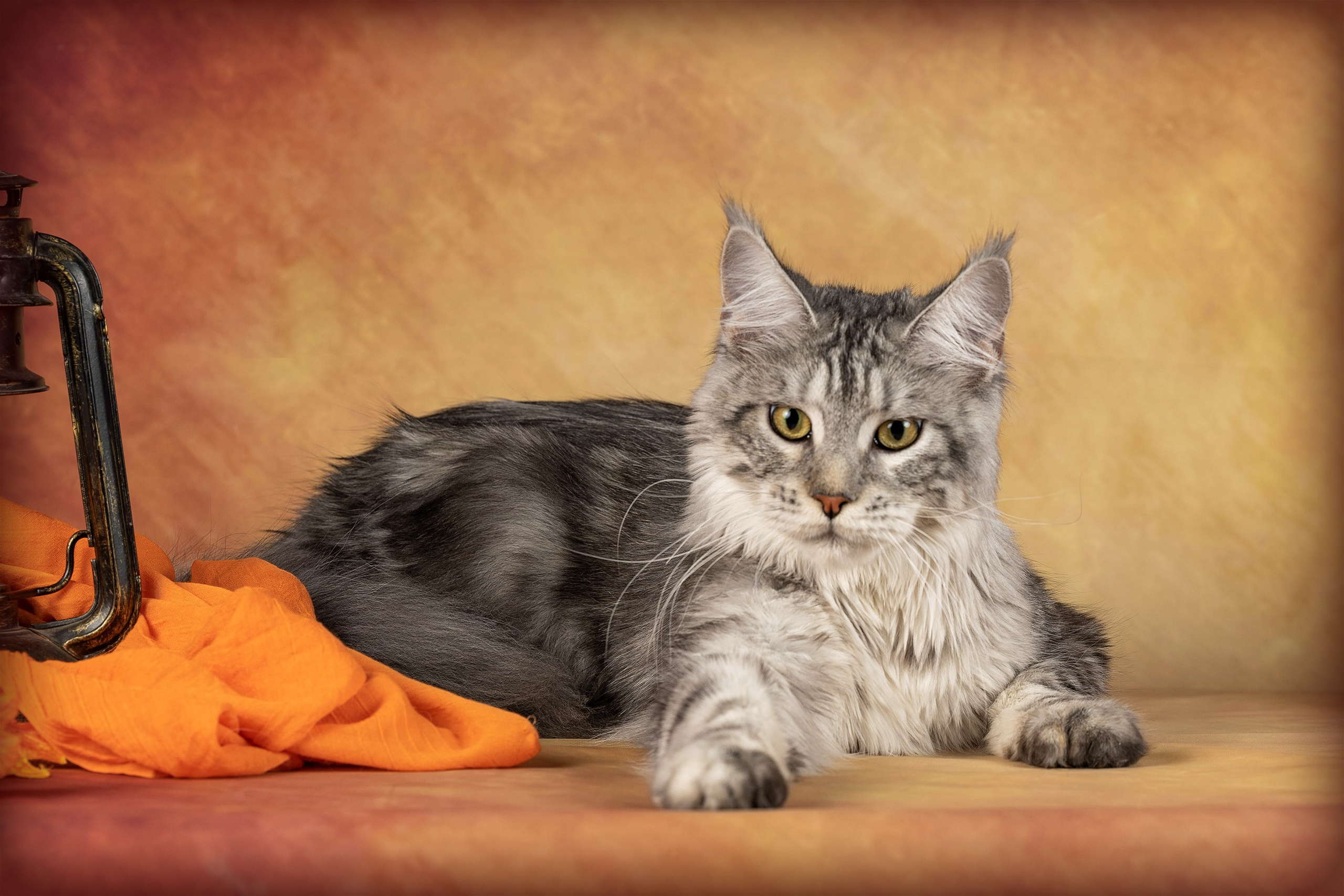 Стендовая съёмка на выставках кошек. Фотограф-анималист в Омске Екатерина Маричева