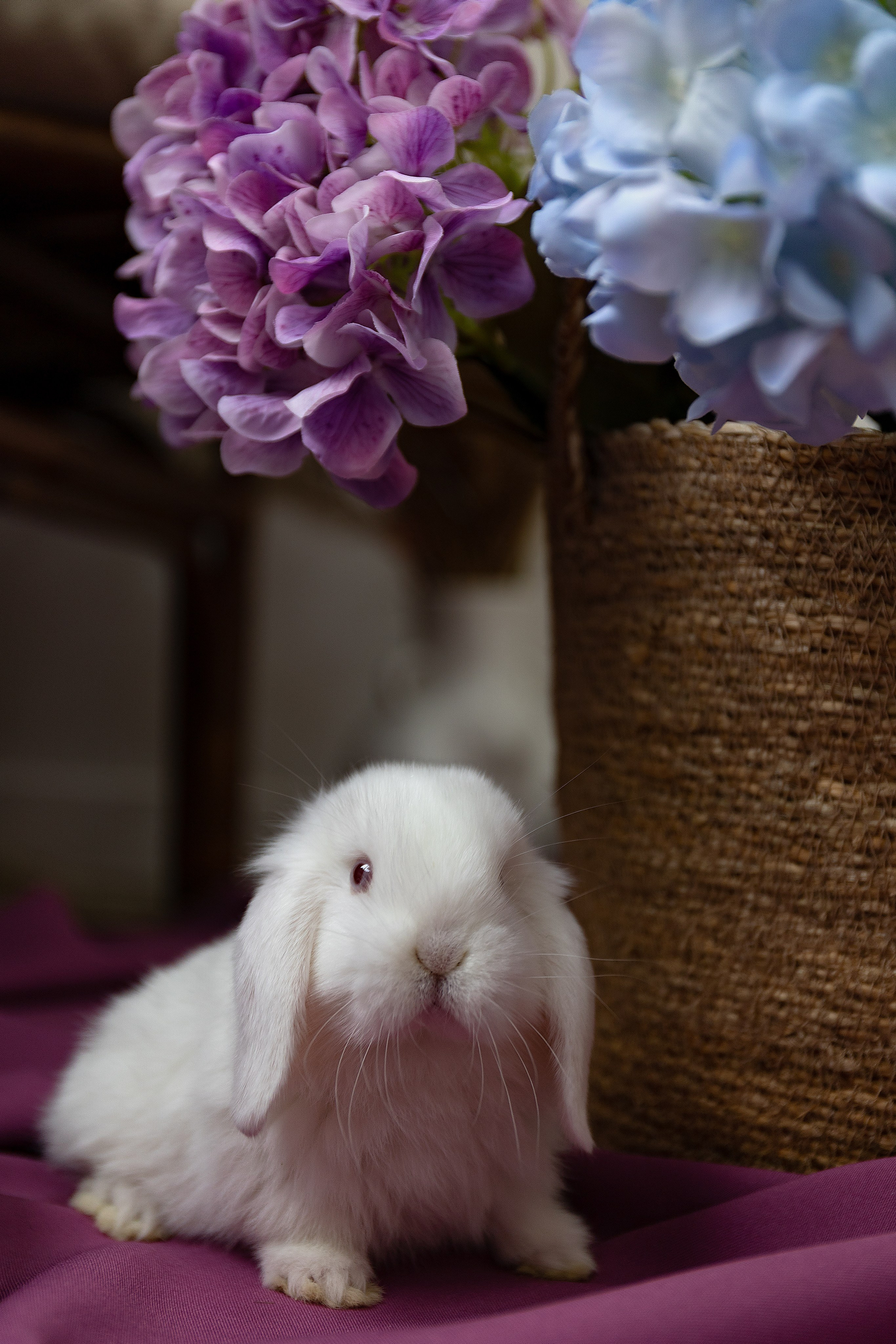 Анималистика