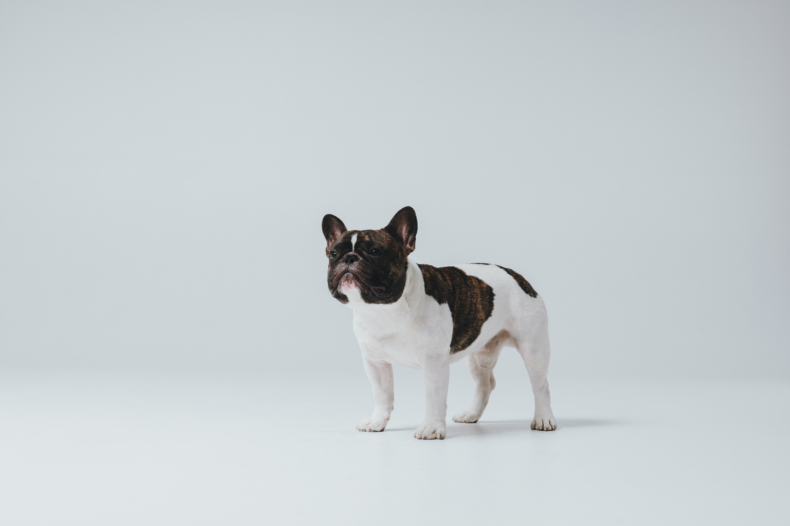 Анна, Юля, грогу и Винс. Фотограф — анималист Владивосток, Алина